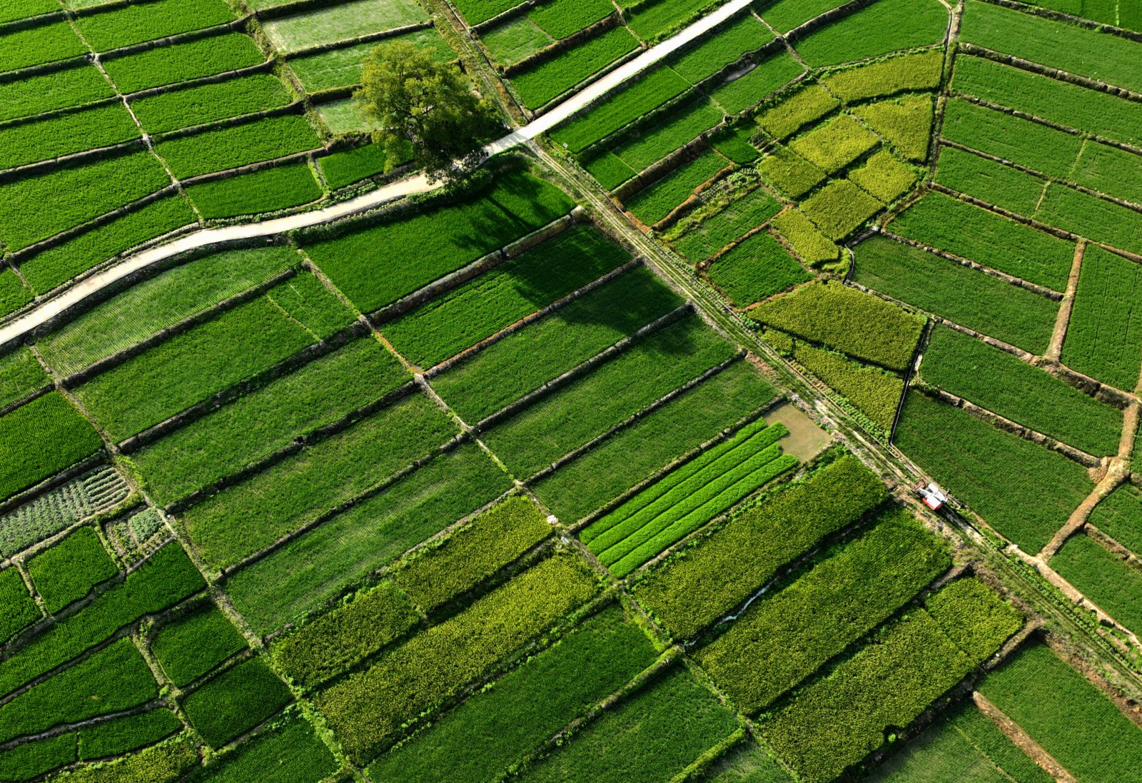這是福建南平市延平區南山鎮的稻田（8月3日攝，無人機照片）。（新華社）