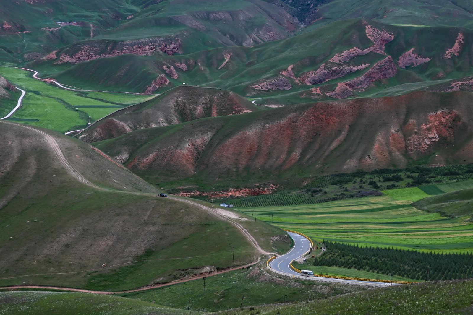8月10日，觀光車行駛在青海省海北藏族自治州祁連縣境內。（新華社）