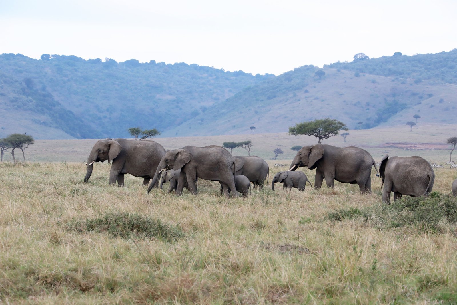 這是2021年8月3日在肯尼亞馬賽馬拉國家公園拍攝的大象。新華社