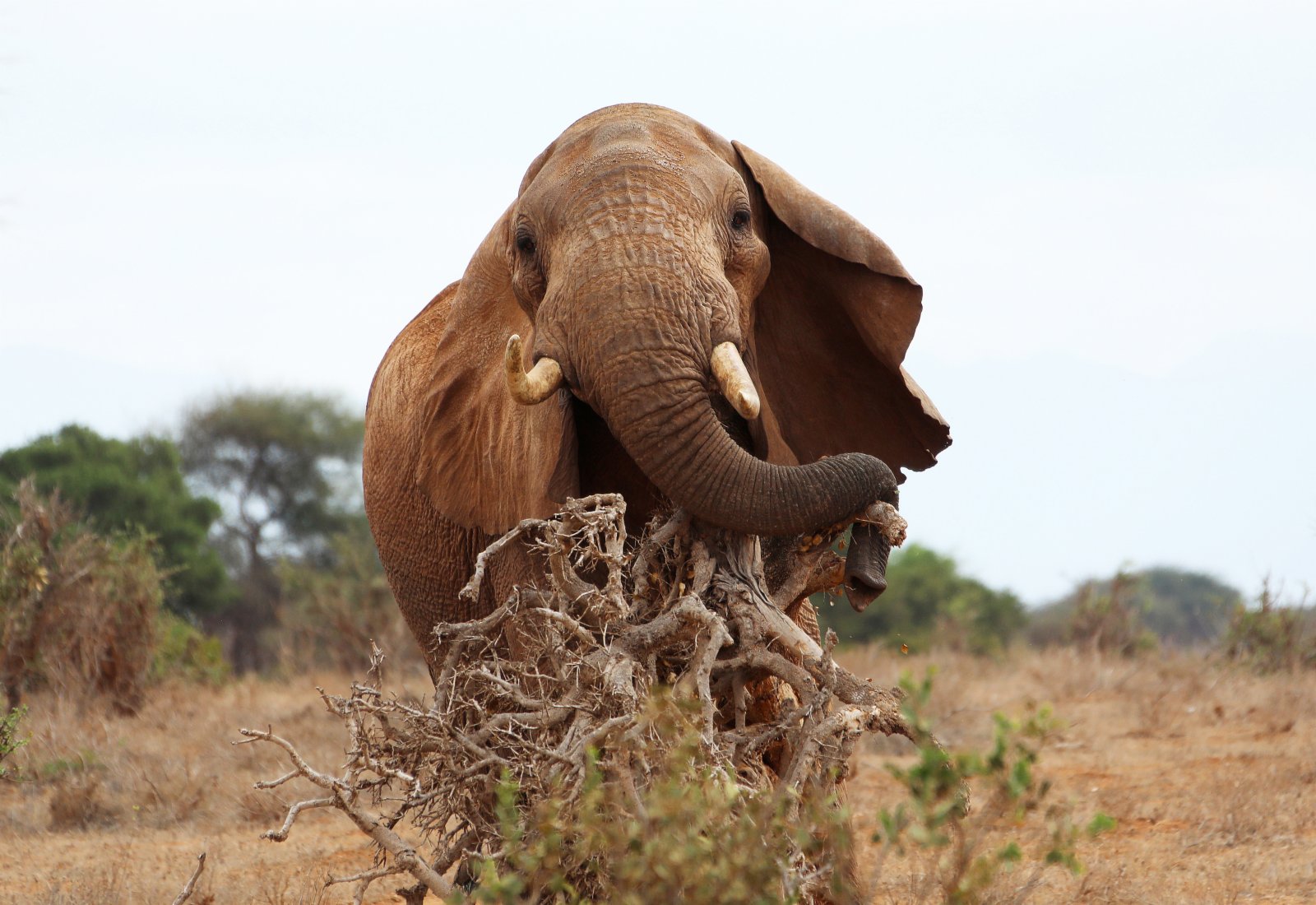 這是7月28日在肯尼亞察沃國家公園拍攝的大象。新華社