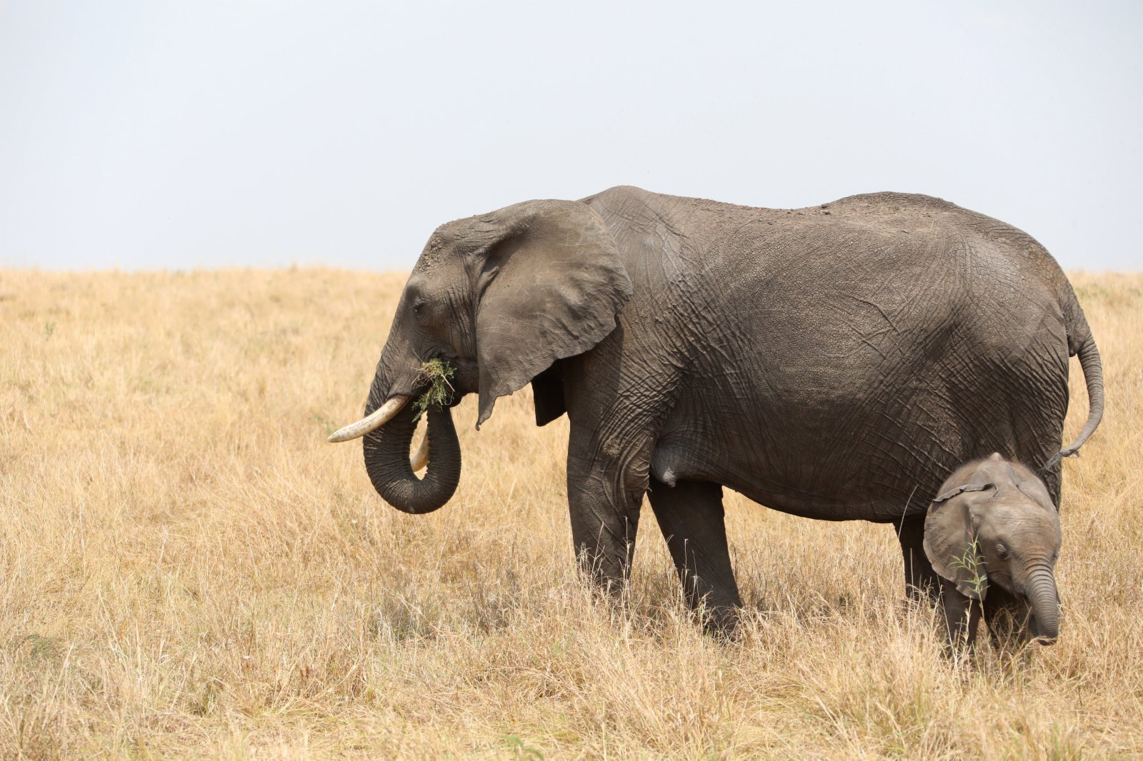 這是2021年8月31日在肯尼亞馬賽馬拉國家公園拍攝的大象。新華社