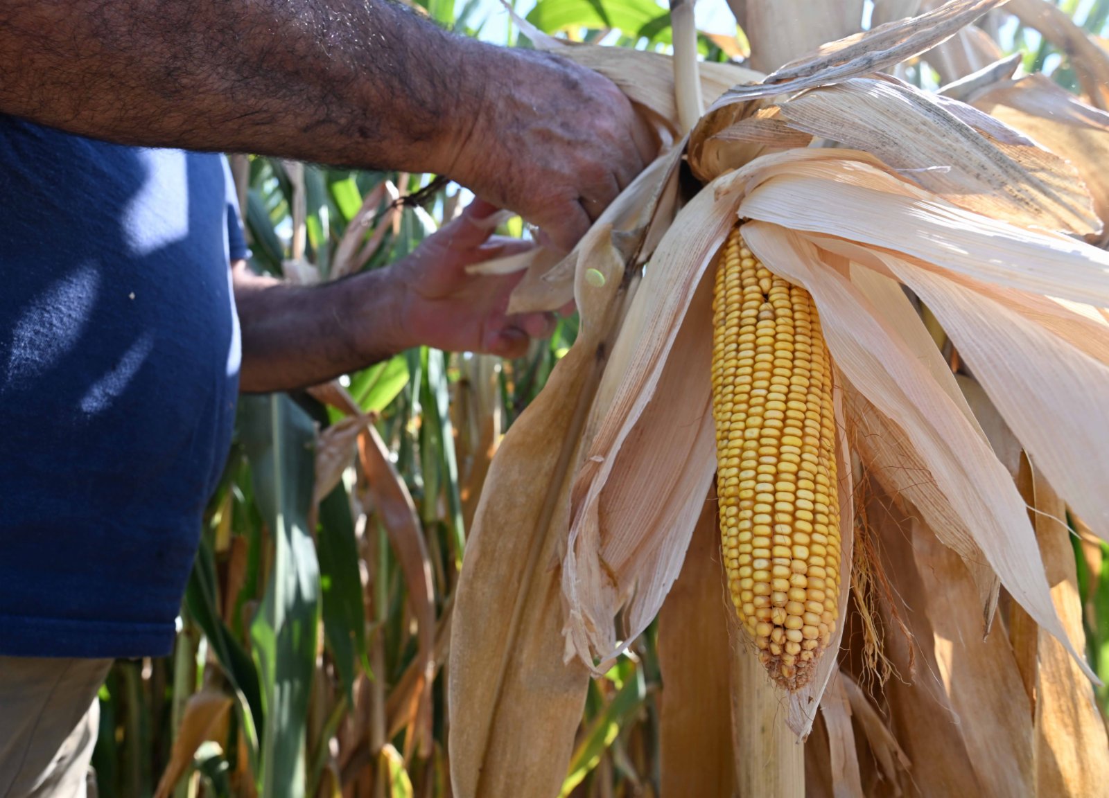 這是8月12日在意大利倫巴第大區曼托瓦拍攝的因乾旱受損的玉米。（新華社）