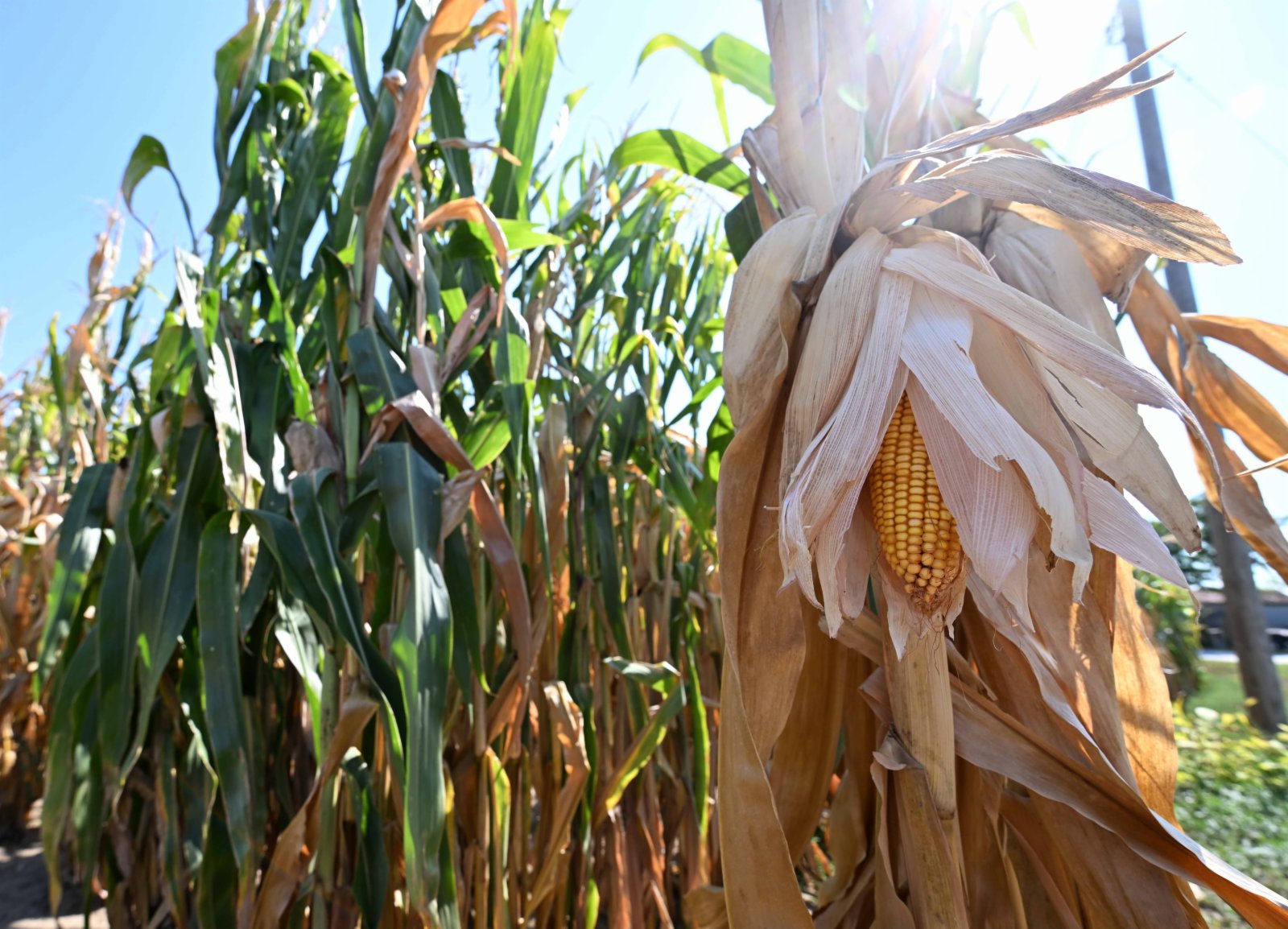 這是8月12日在意大利倫巴第大區曼托瓦拍攝的因乾旱受損的玉米。（新華社）