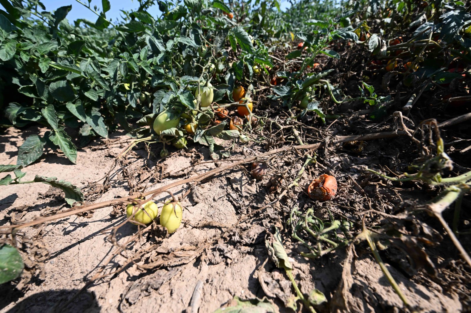 這是8月12日在意大利倫巴第大區曼托瓦拍攝的因乾旱受損的西紅柿。（新華社）