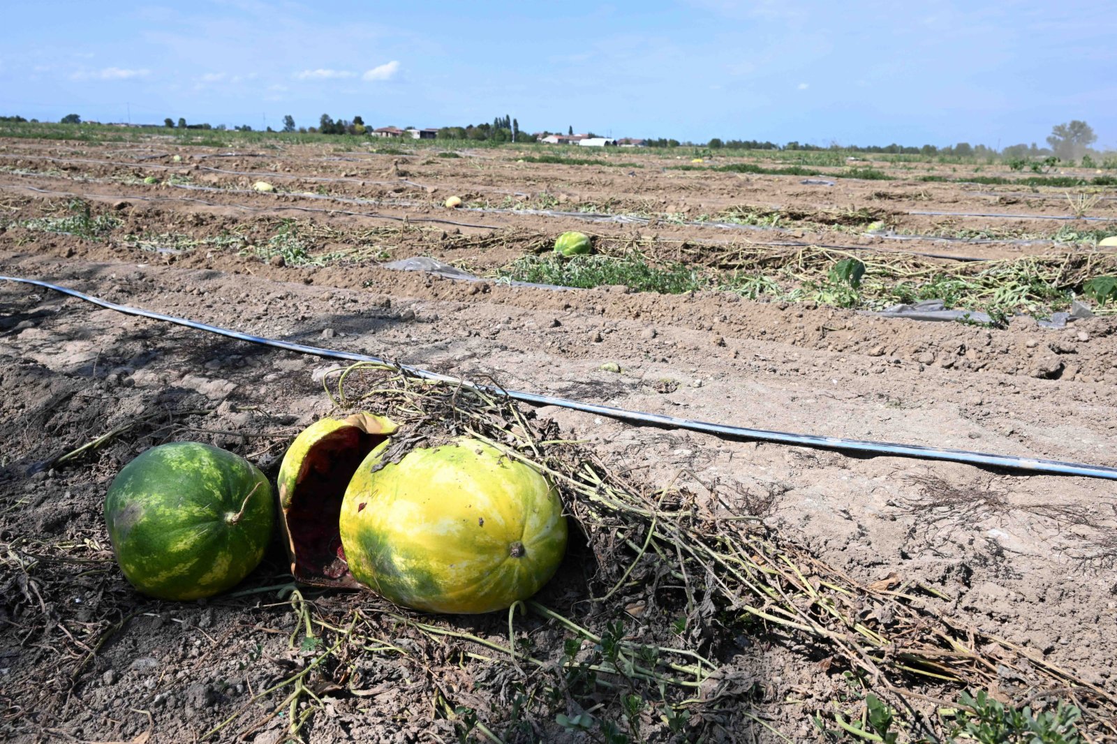 這是8月12日在意大利倫巴第大區曼托瓦拍攝的因乾旱受損的西瓜。（新華社）