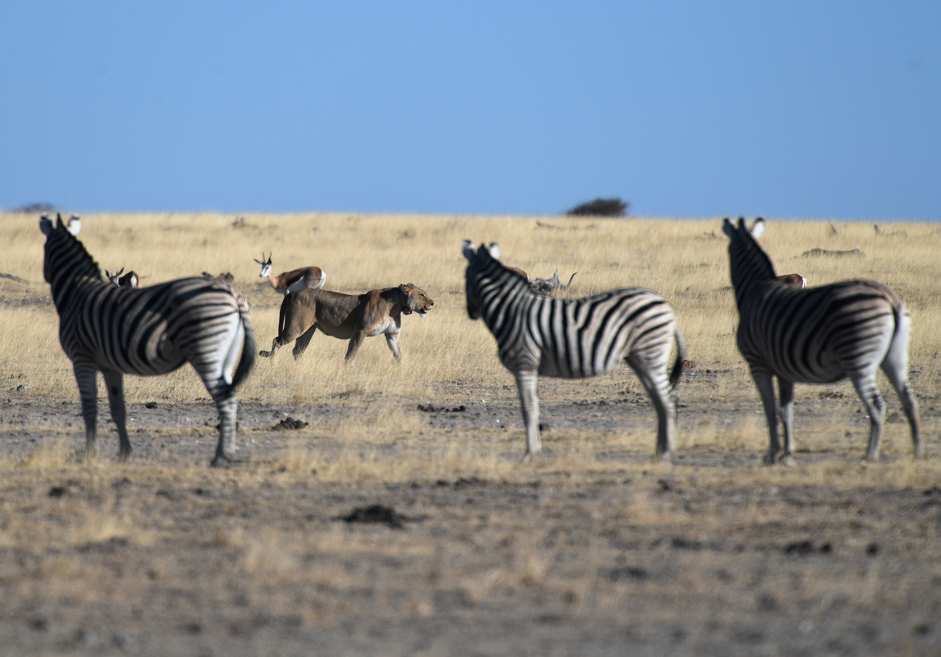 這是8月15日在納米比亞埃托沙國家公園內拍攝的獅子和斑馬。（新華社）