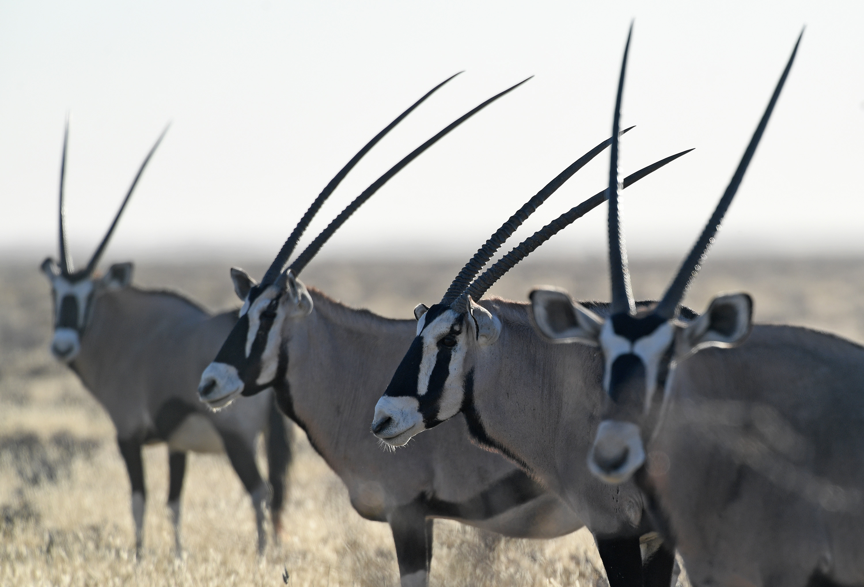 這是8月15日在納米比亞埃托沙國家公園裏拍攝的劍羚。（新華社）