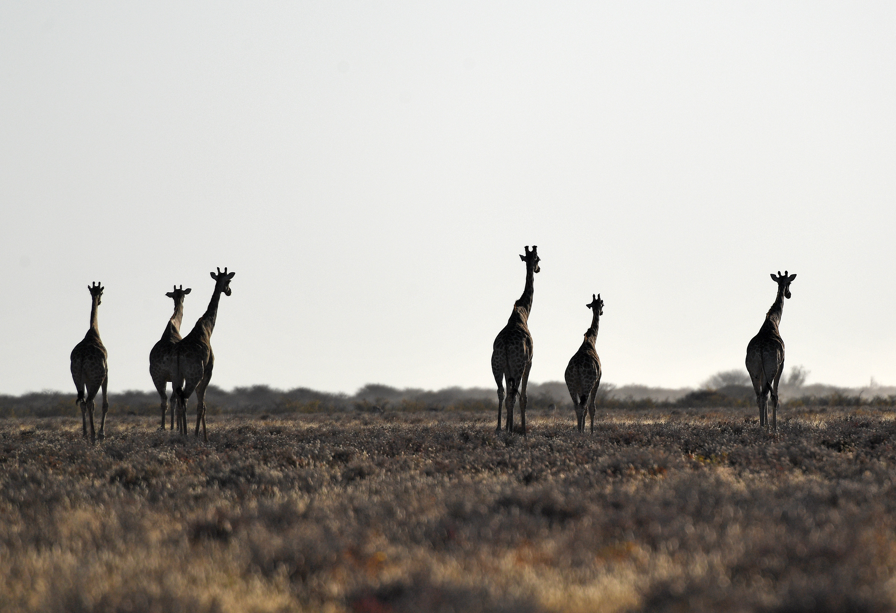 8月14日，一群長頸鹿在納米比亞埃托沙國家公園內漫步。（新華社）