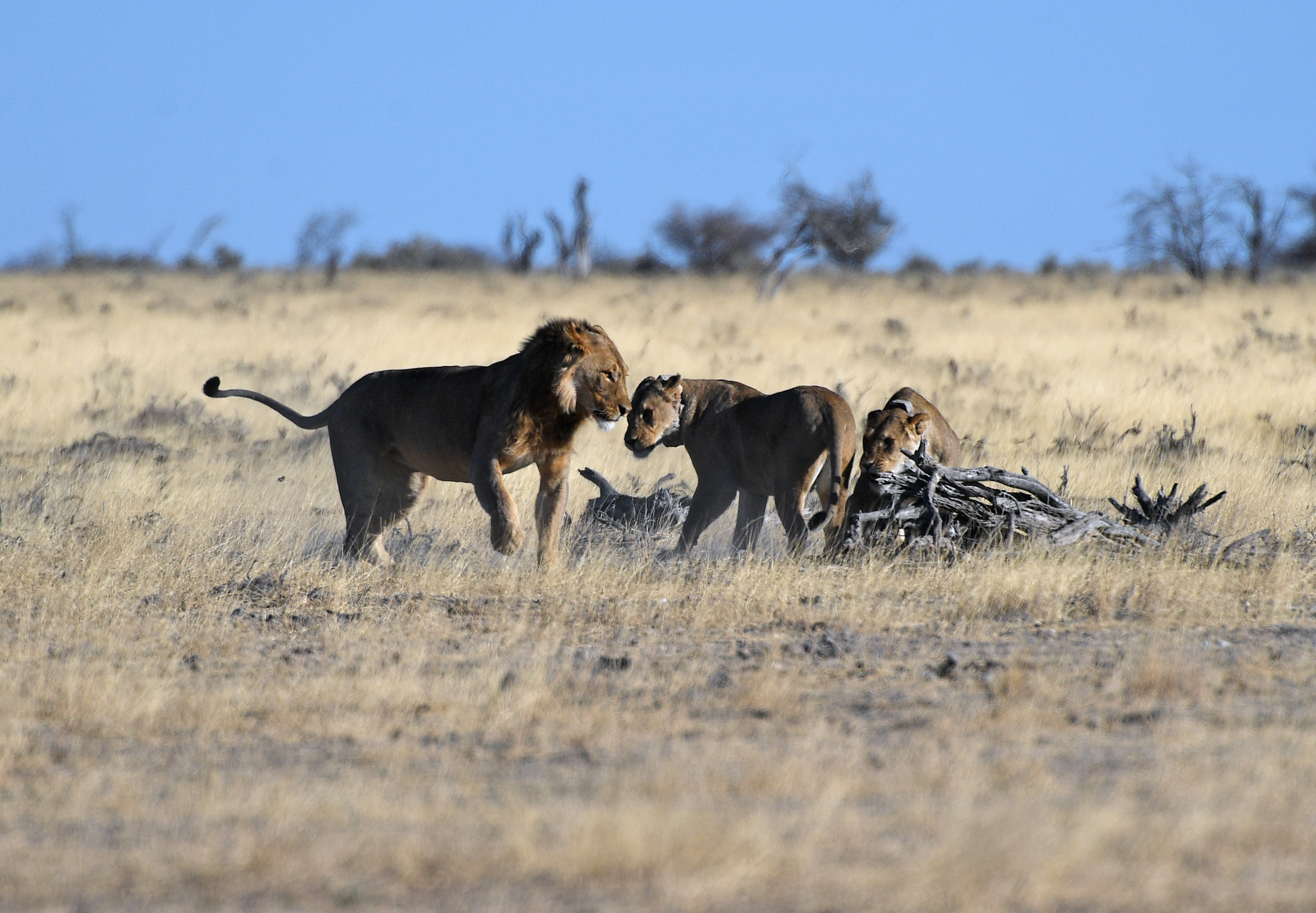 8月15日，三隻獅子在納米比亞埃托沙國家公園內嬉戲。（新華社）