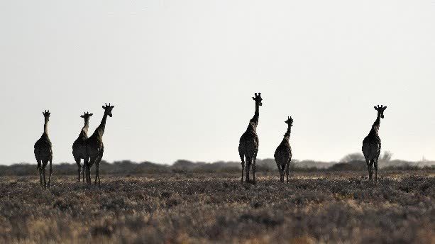 走進納米比亞埃托沙國家公園