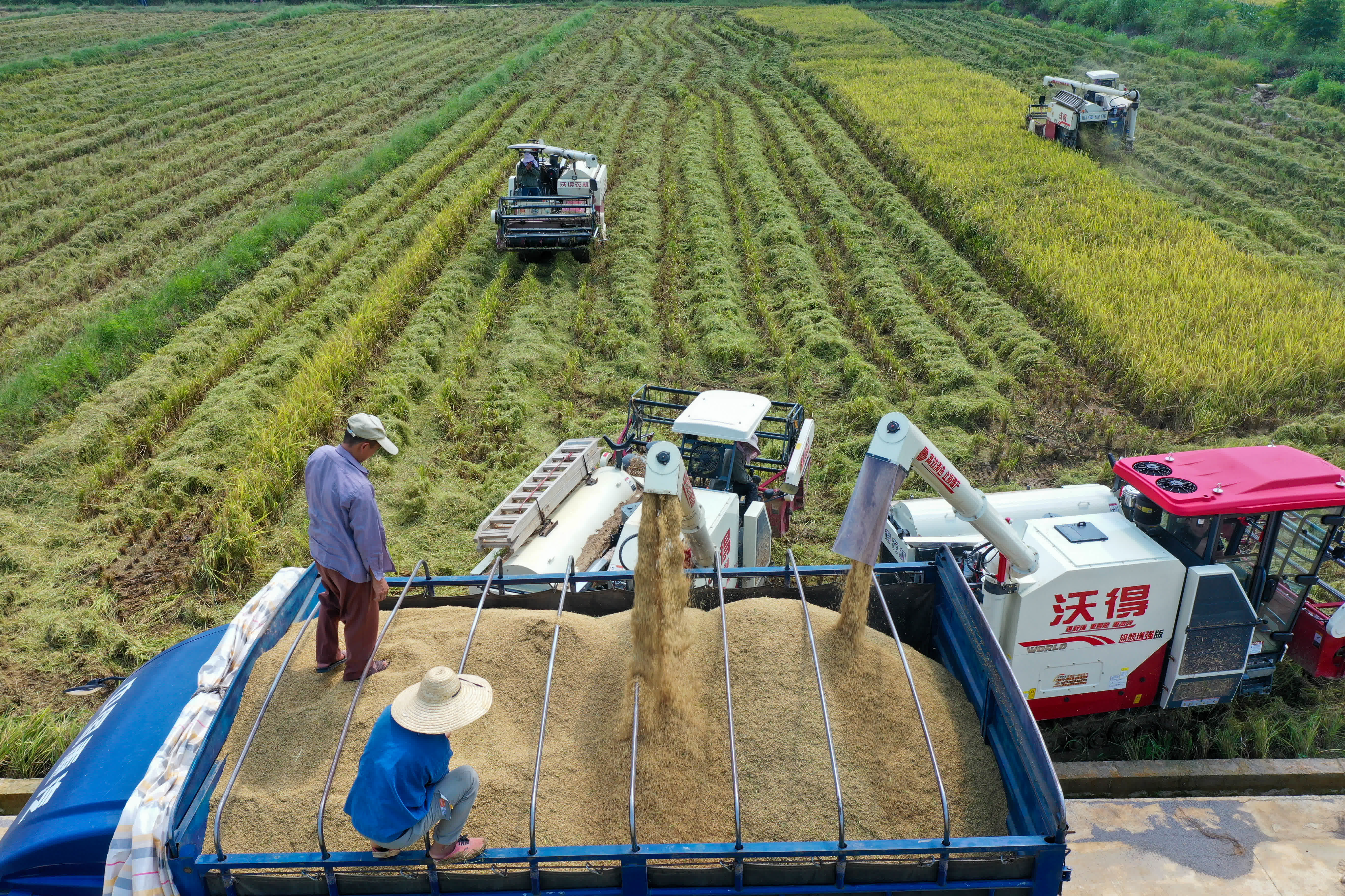 農民正在操作機器收割水稻。（中新社）