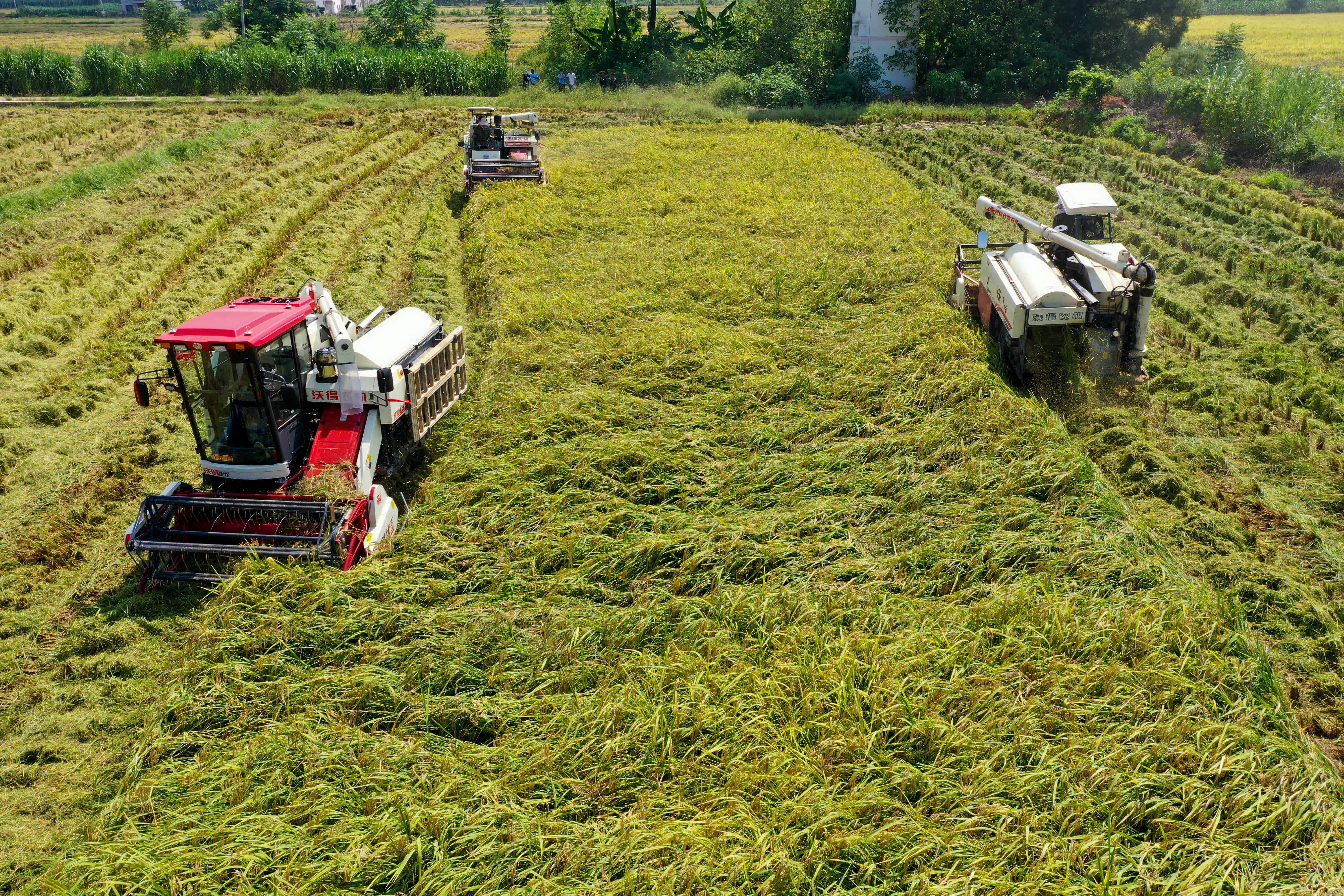農民正在操作機器收割水稻。（中新社）