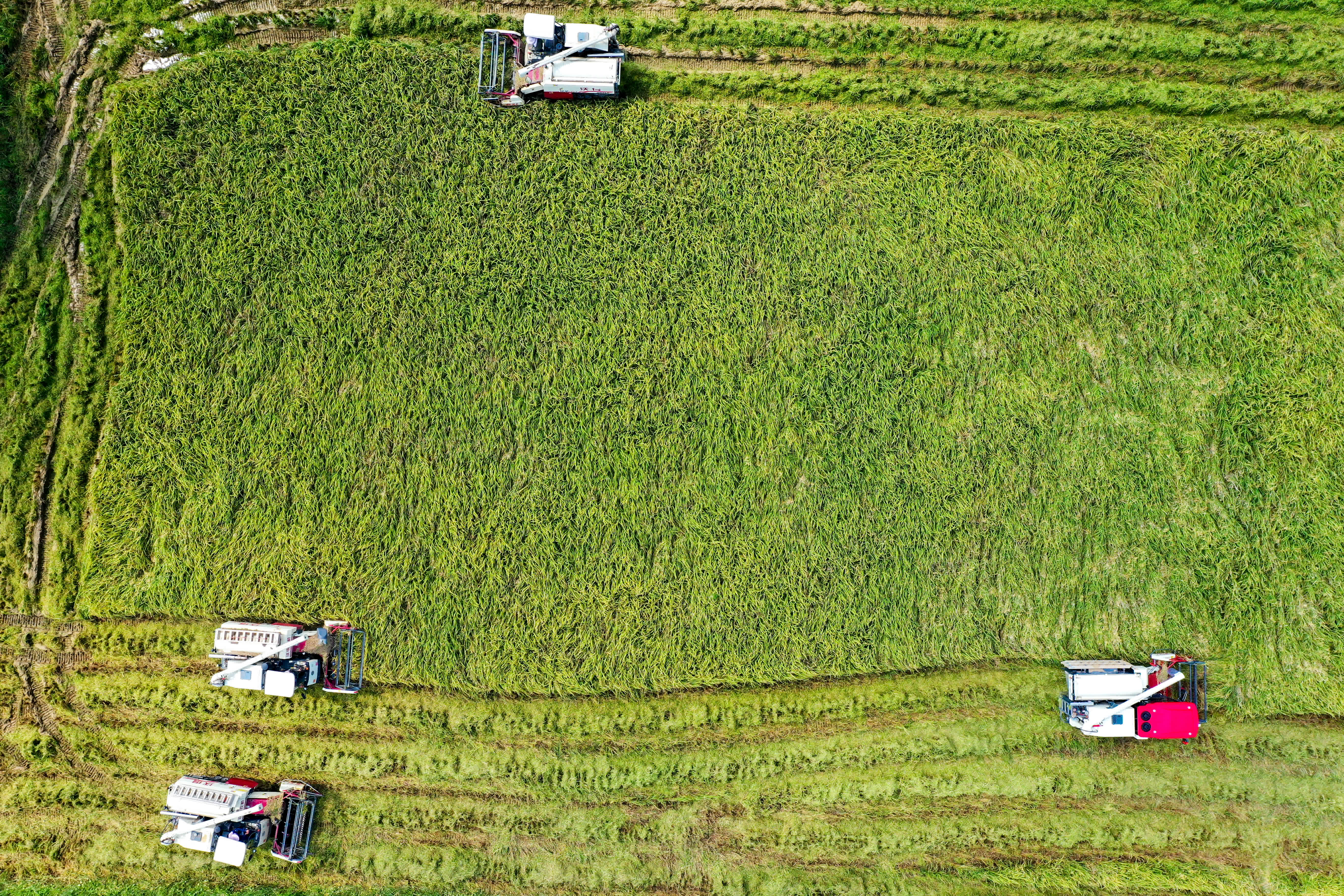 空中俯視農民操作機器收割水稻。（中新社）