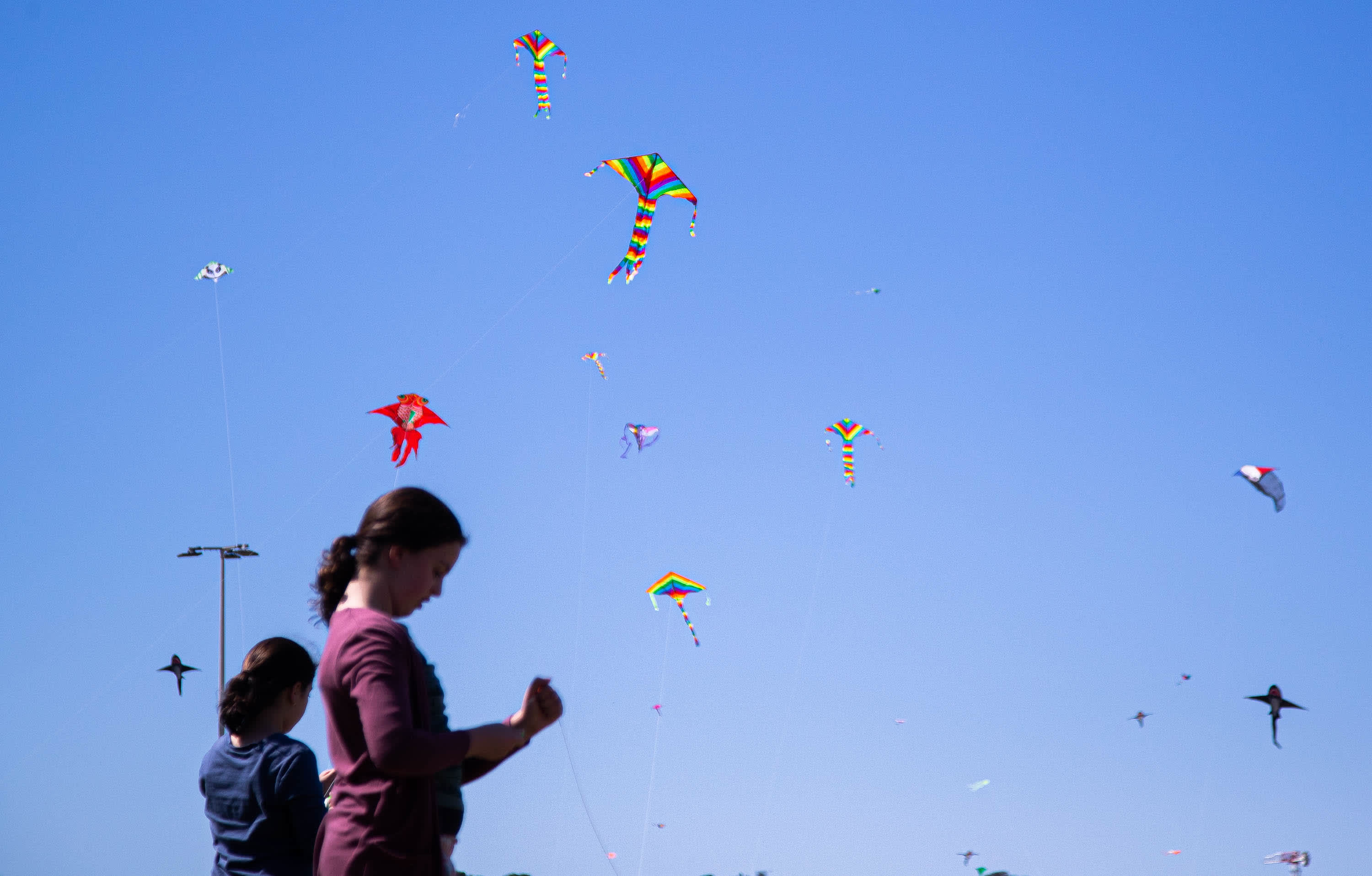這是9月11日拍攝的澳大利亞悉尼風箏節現場。（新華社）