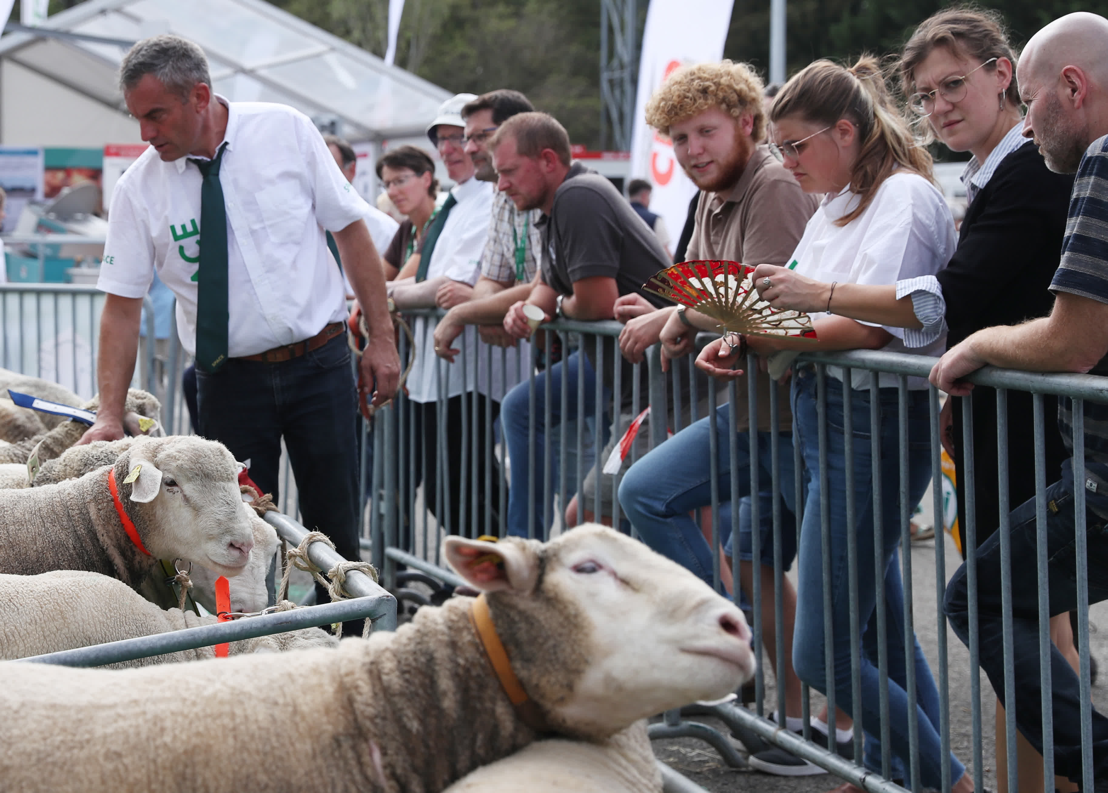 9月13日，人們在法國雷恩畜牧業展覽會上參觀展出的綿羊。（新華社）