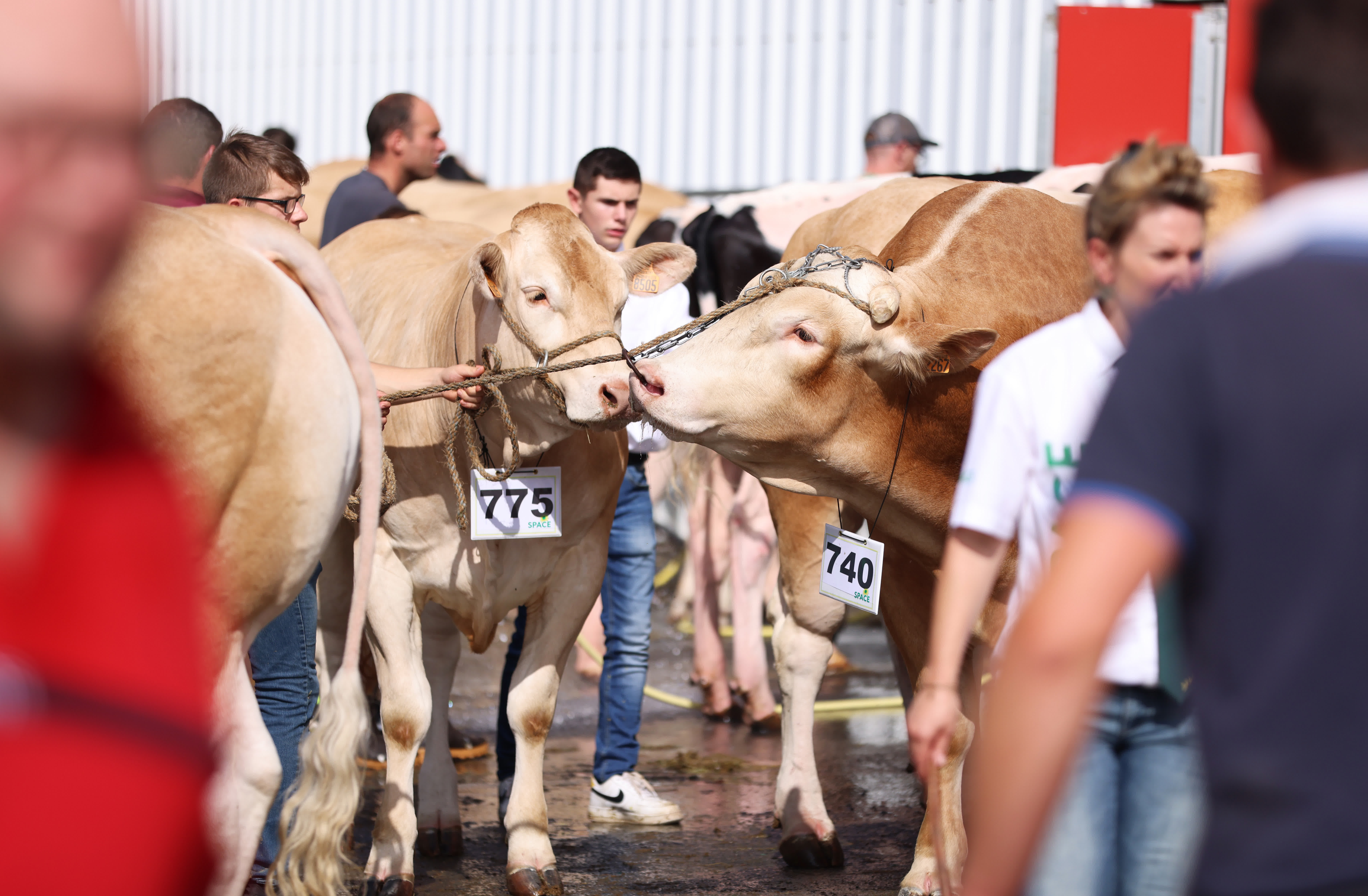 9月13日，在法國雷恩畜牧業展覽會上，參展商牽牛去參加比賽。（新華社）