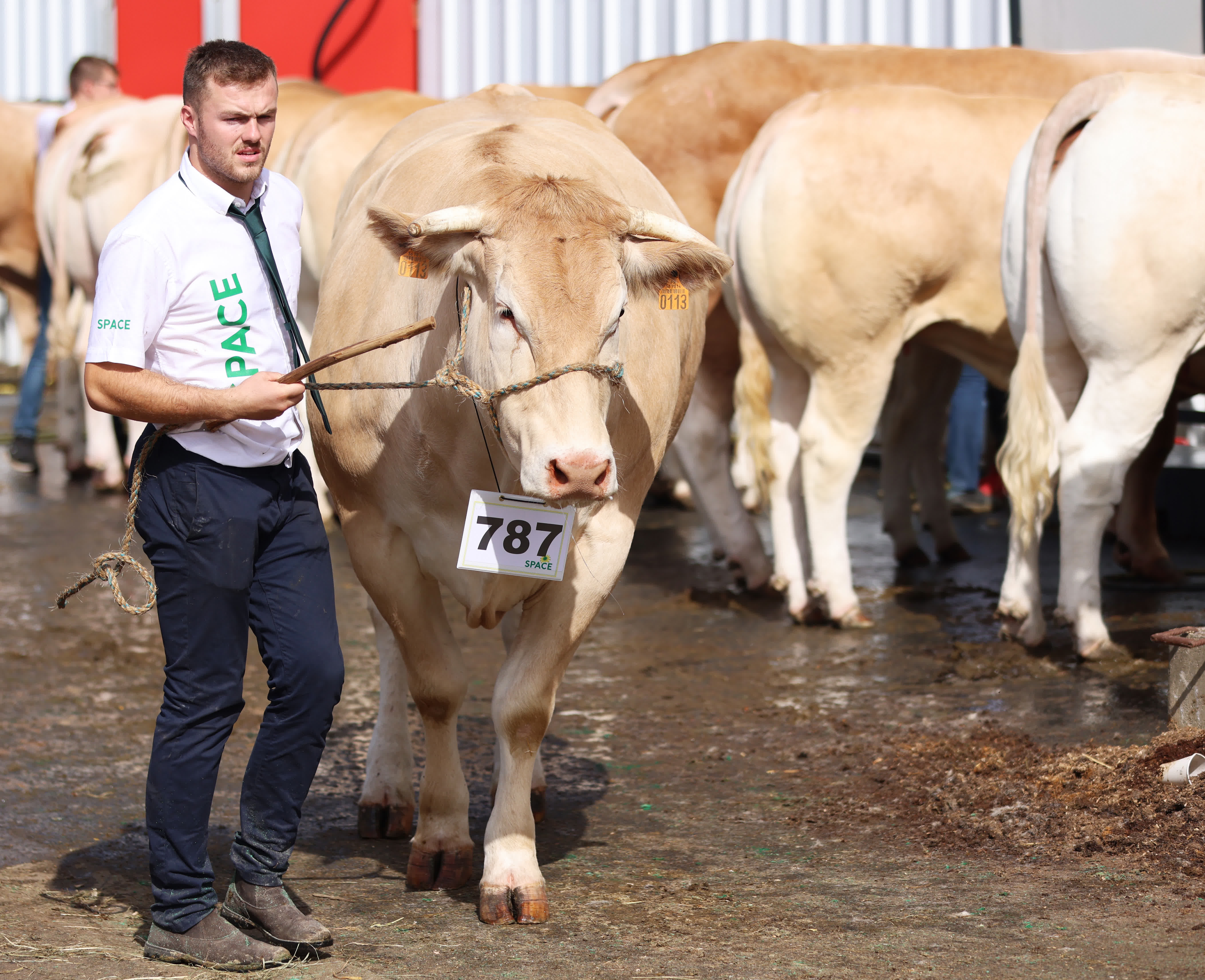 9月13日，在法國雷恩畜牧業展覽會上，參展商牽牛去參加比賽。（新華社）