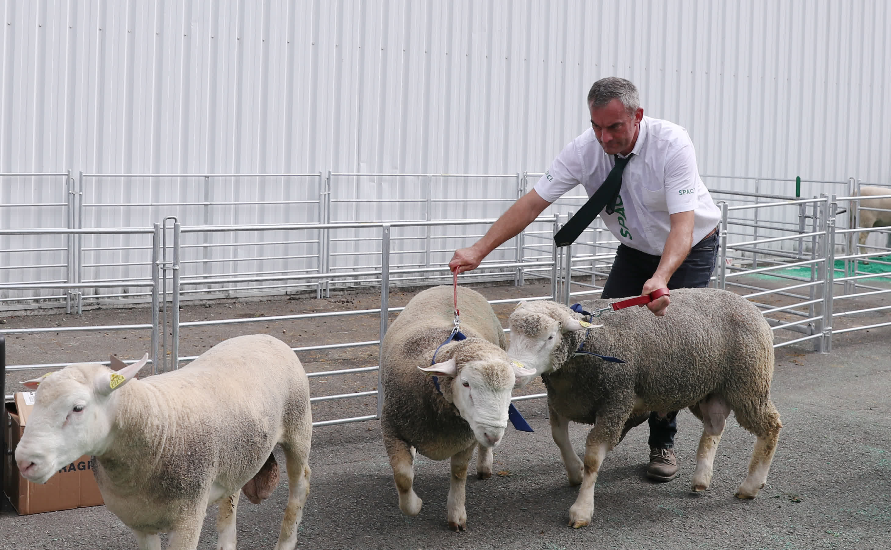 這是9月13日在法國雷恩畜牧業展覽會上拍攝的展出的綿羊。（新華社）