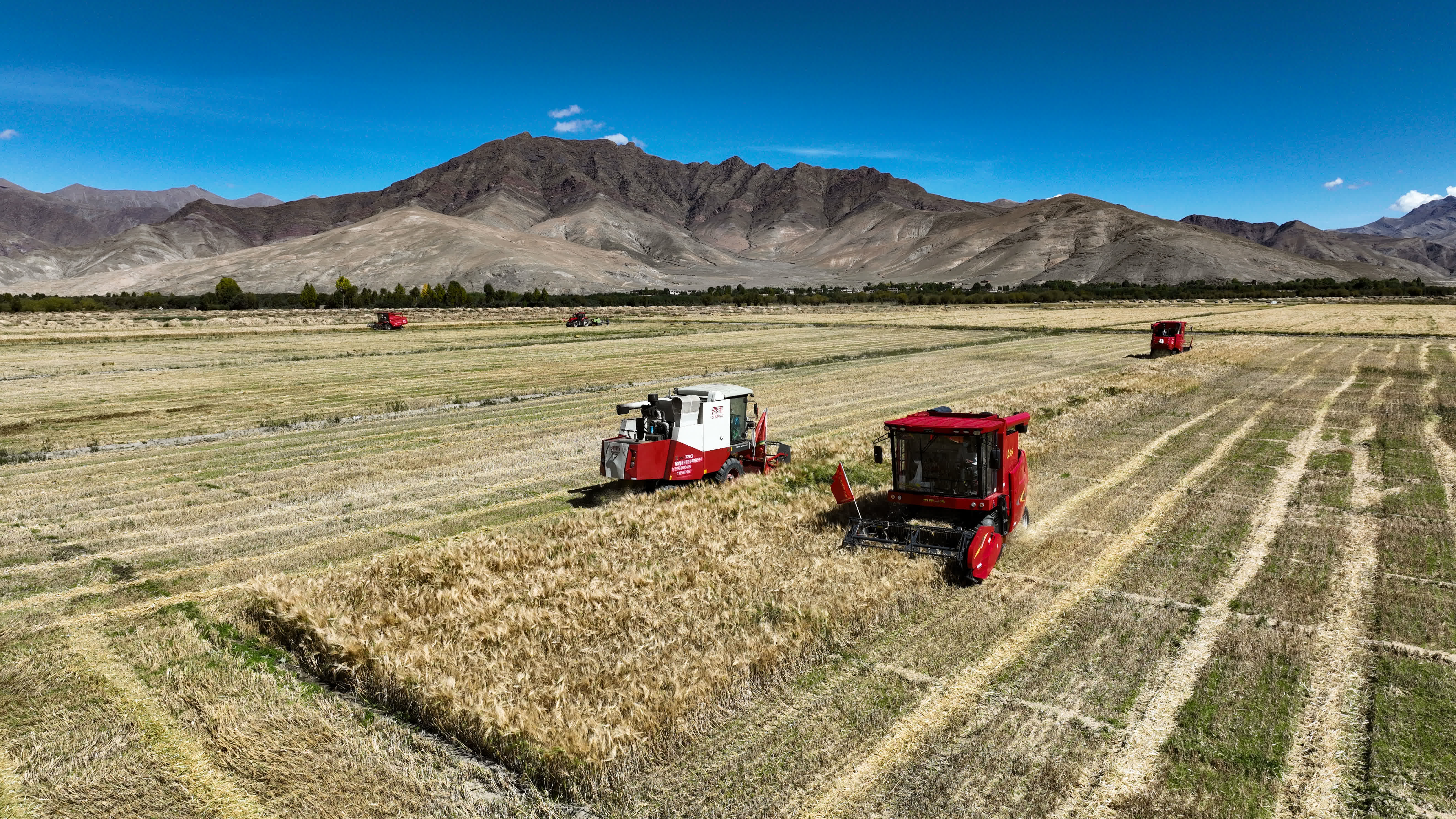 西藏日喀則市江孜縣熱索鄉努康村農機合作社的村民集中對村裏三千多畝耕地進行機械化收割（無人機照片）。（新華社）