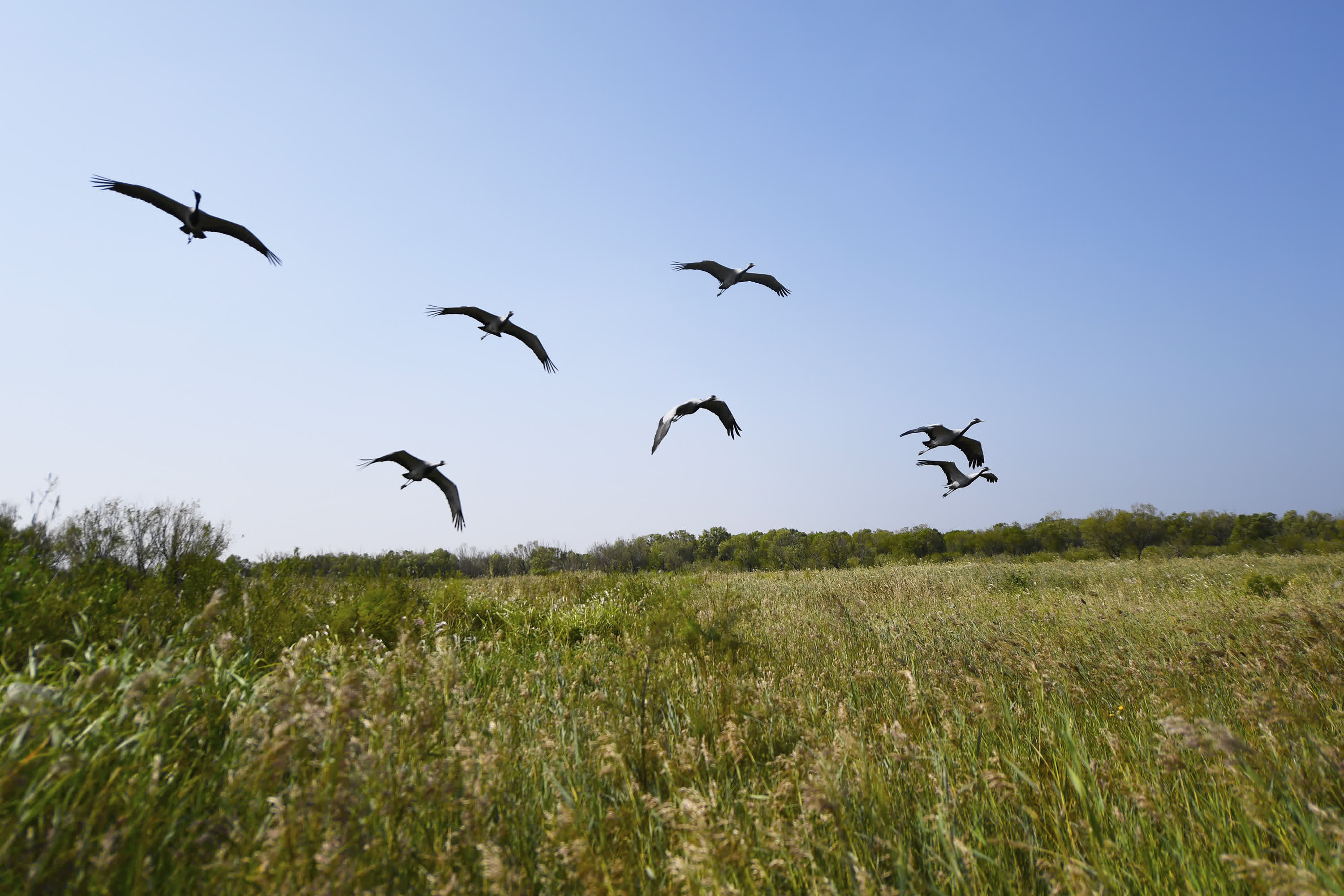 9月18日，鳥類在山東黃河三角洲國家級自然保護區內飛翔。（新華社）