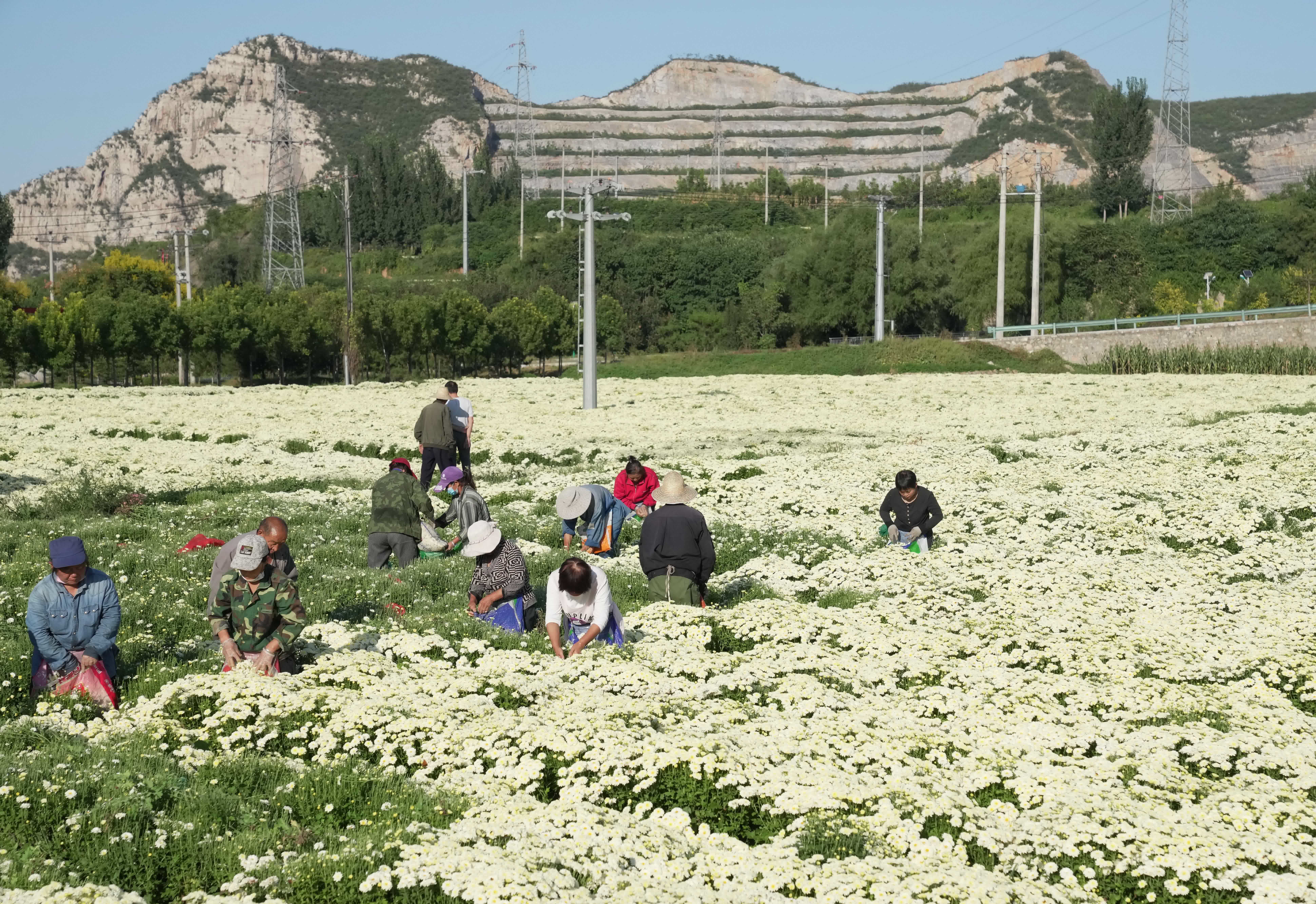 9月20日，石家莊市井陘礦區賈莊鎮農民在採摘太行白菊。（新華社）
