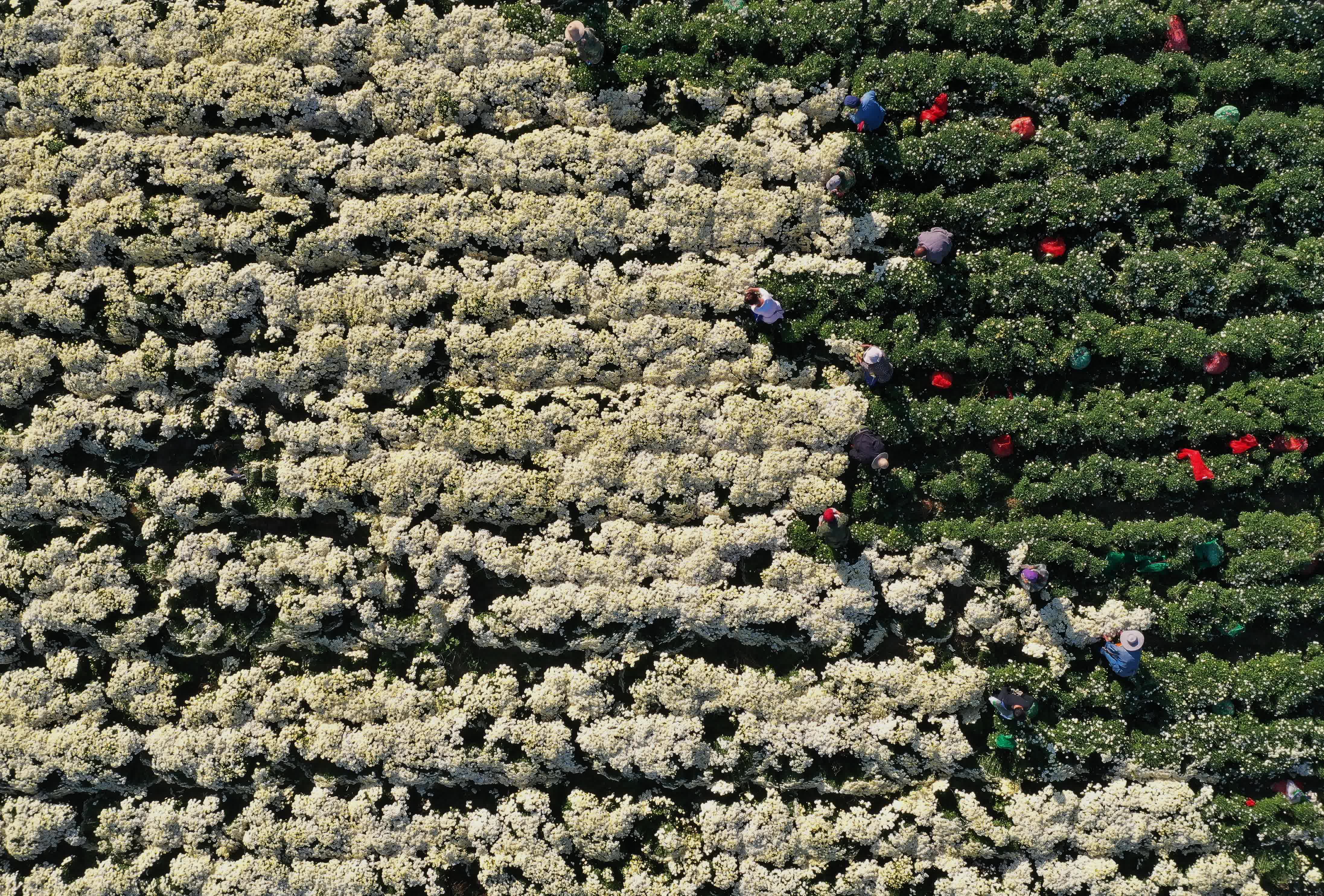  9月20日，石家莊市井陘礦區賈莊鎮農民在採摘太行白菊（無人機照片）。（新華社）