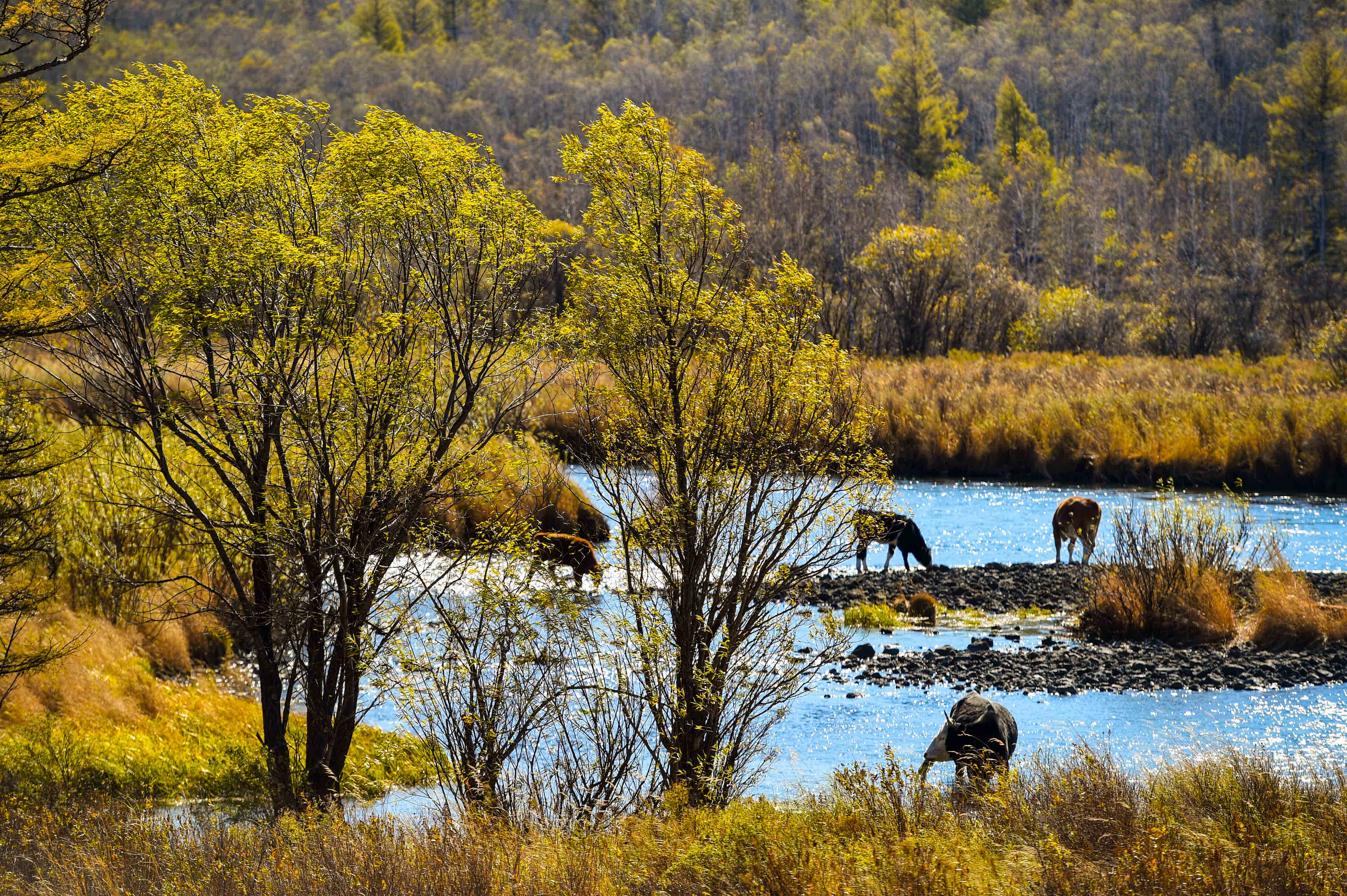 9月21日，牛群在阿爾山國家森林公園內的河岸邊覓食。（新華社）