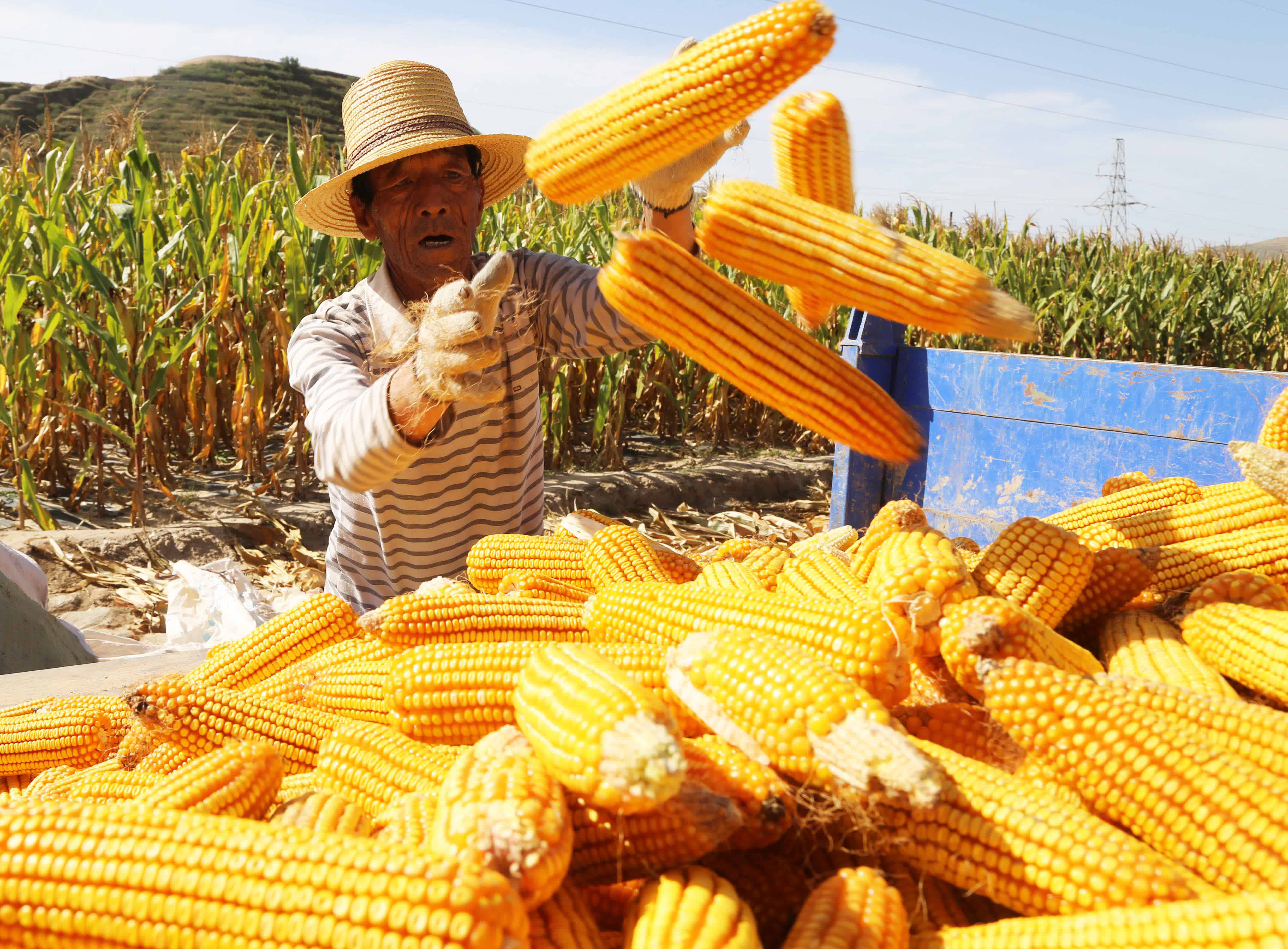 9月22日，在甘肅省定西市安定區西鞏驛鎮鏵尖村，村民將收穫的玉米裝車。（新華社）
