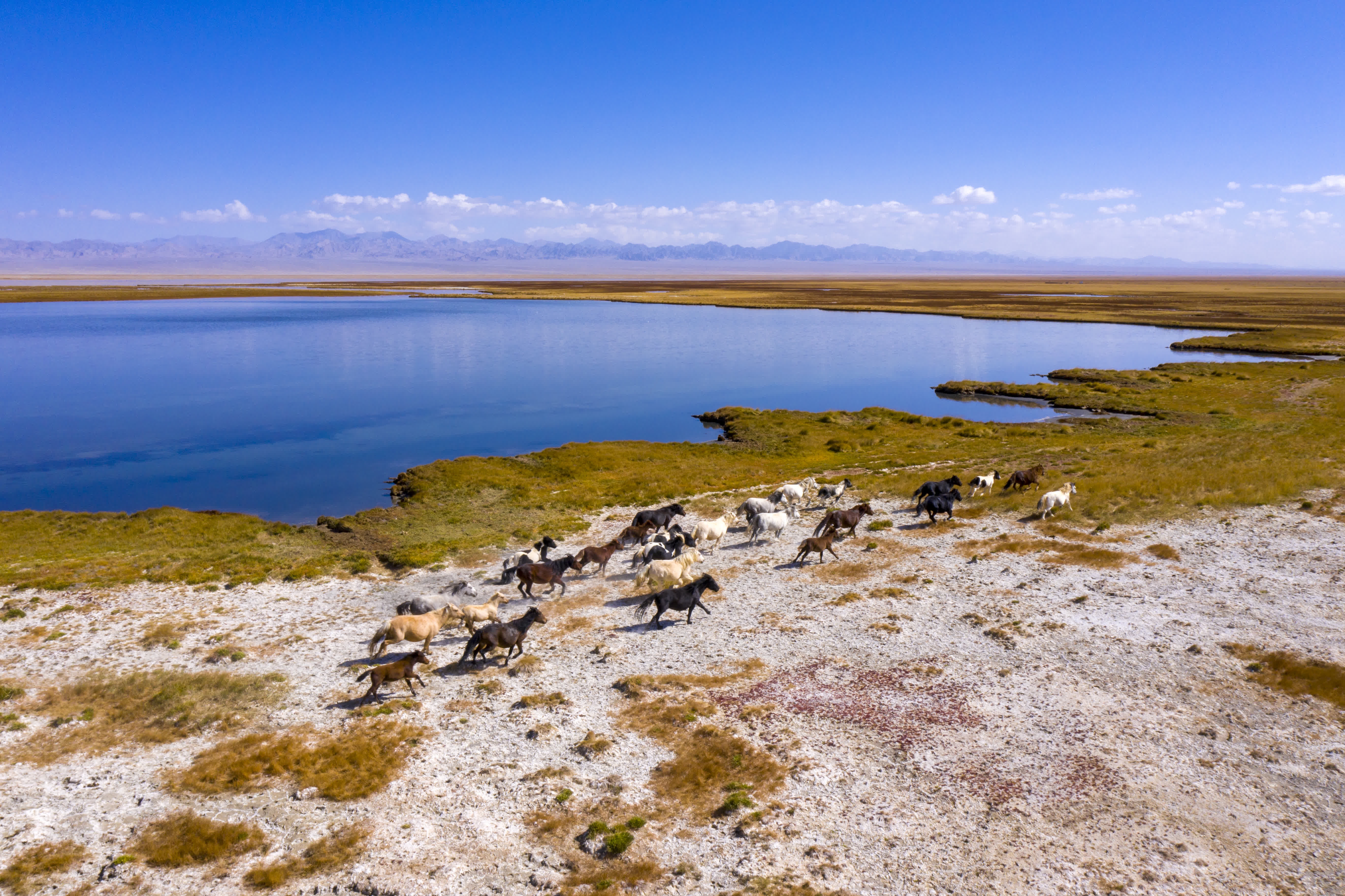 9月27日，一群駿馬在小蘇干湖畔奔跑（無人機照片）。（新華社）