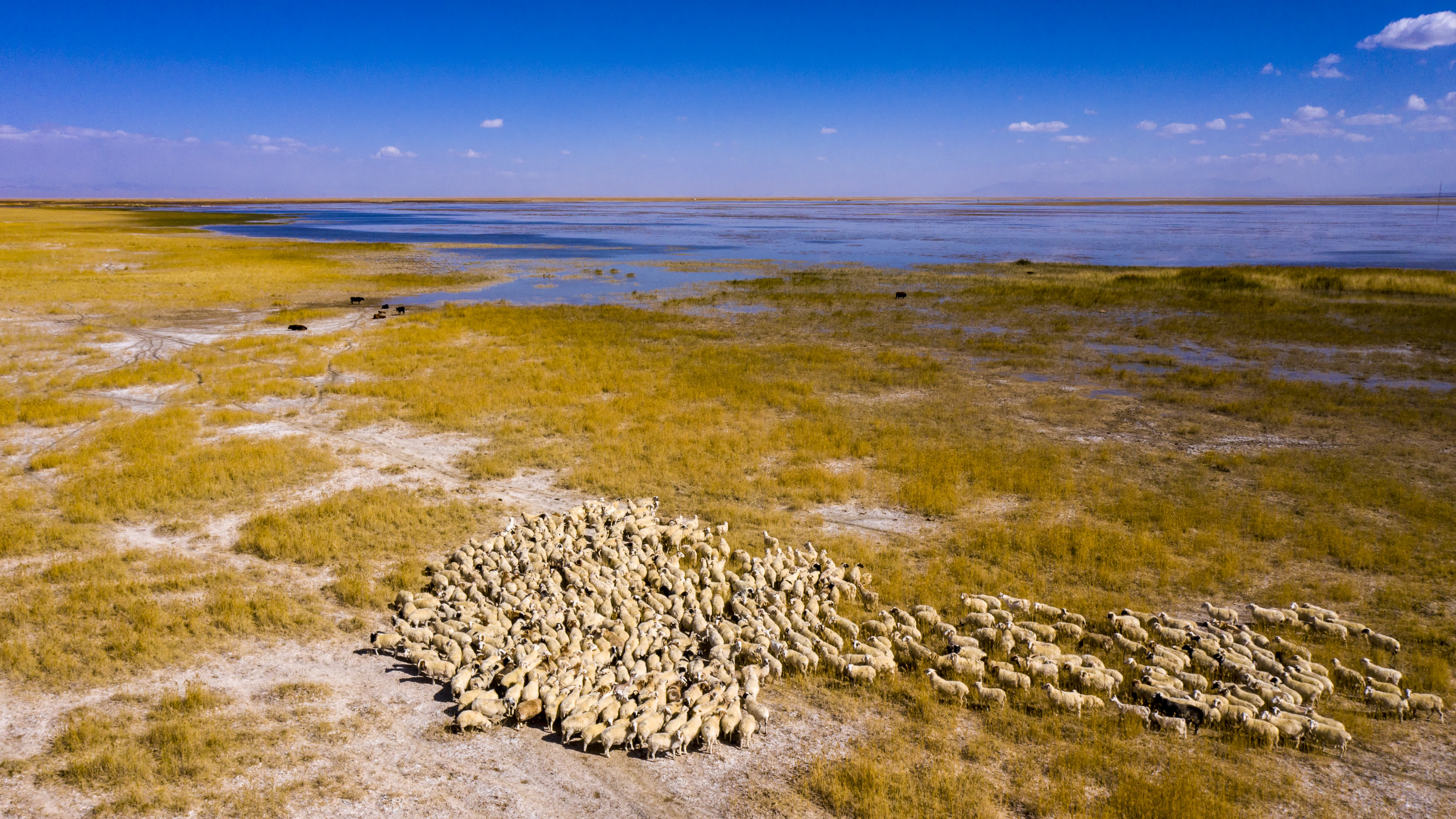 9月27日，牛羊在大蘇干湖畔覓食（無人機照片）。（新華社）