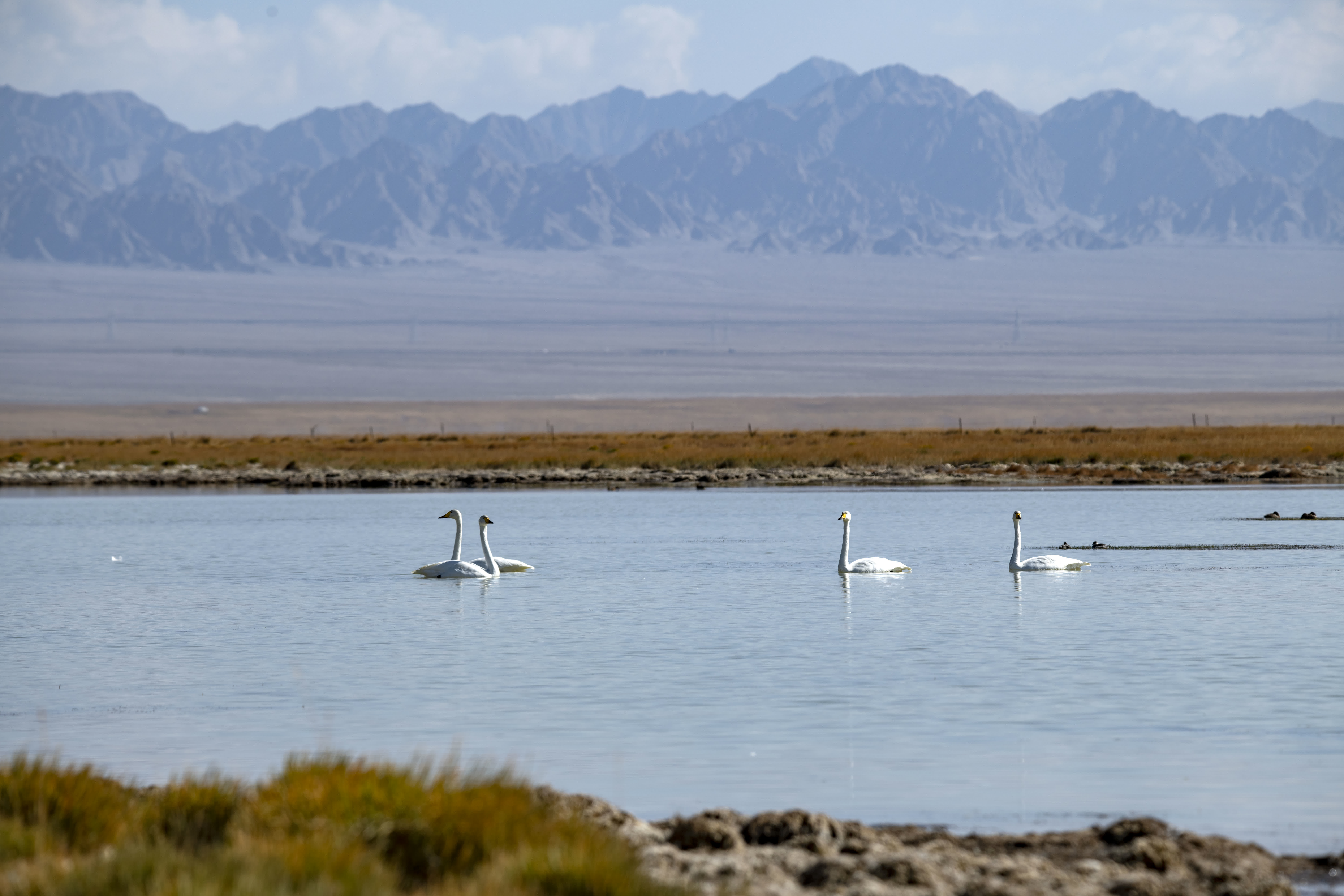 9月27日，天鵝和水鳥在小蘇干湖上游動覓食。（新華社）
