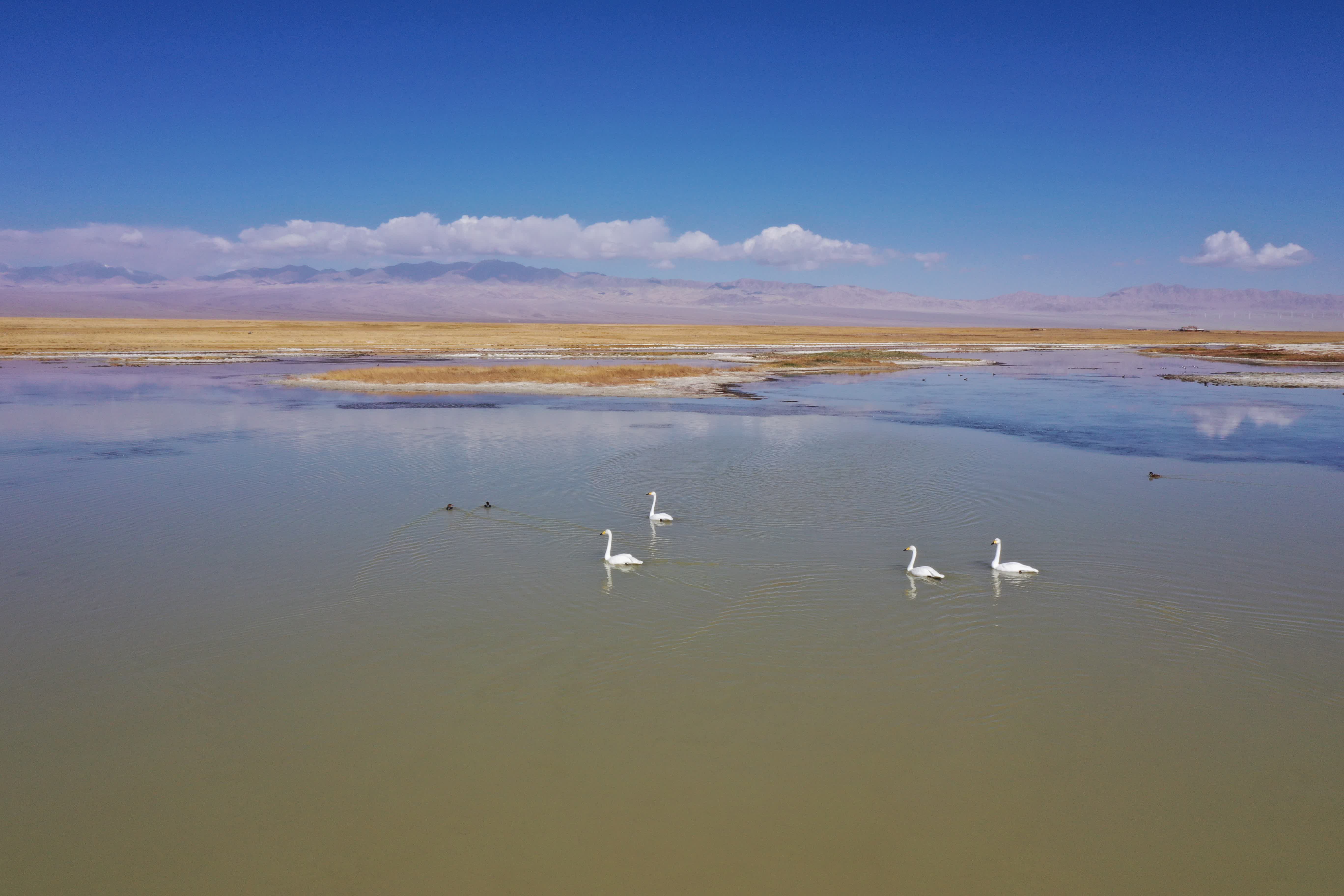 9月27日，天鵝和水鳥在小蘇干湖上游動覓食（無人機照片）。（新華社）
