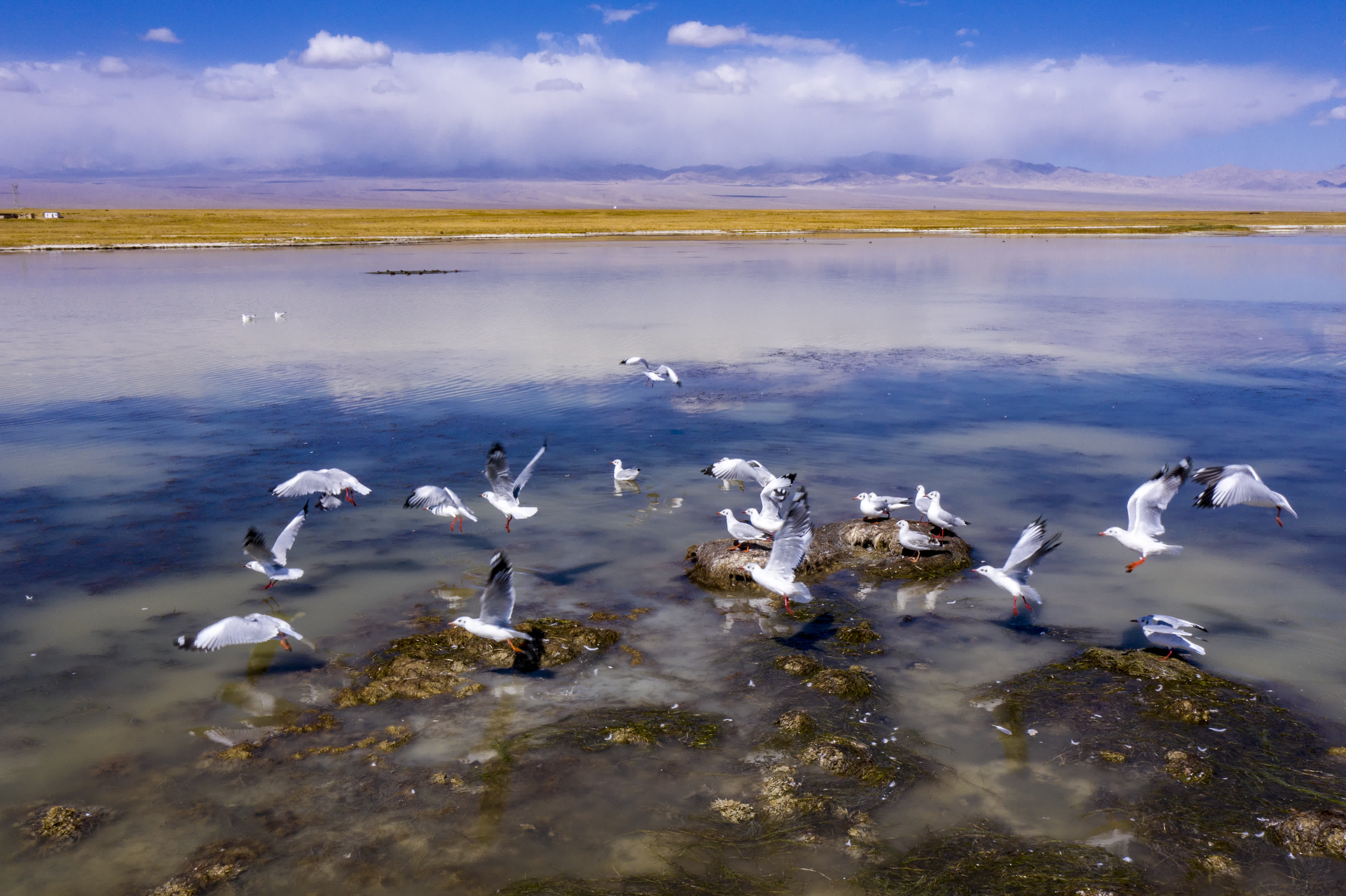 9月27日，紅嘴鷗在小蘇干湖上飛舞（無人機照片）。（新華社）