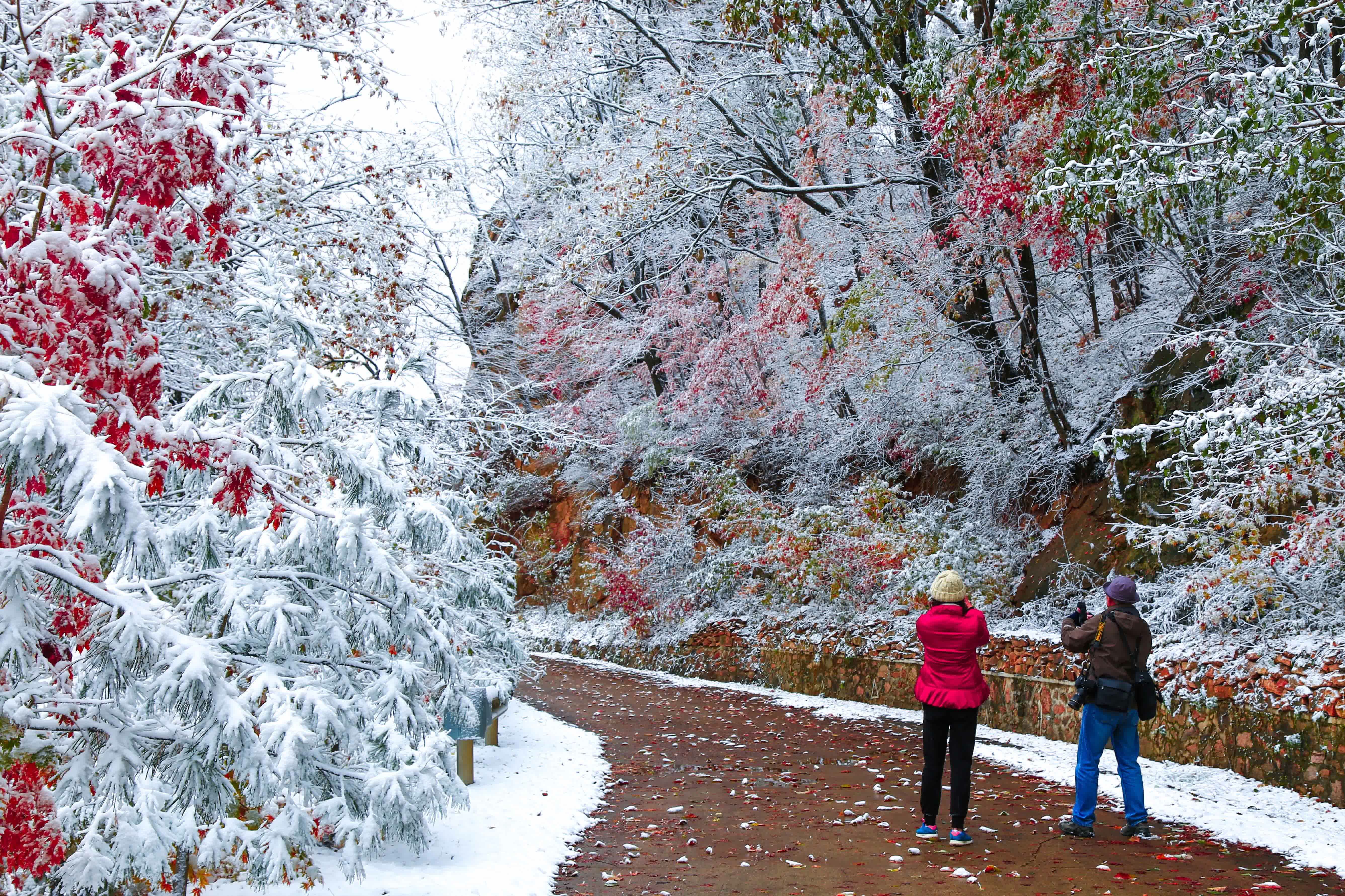 10月10日，遼寧省丹東市天橋溝森林公園迎來降雪，在雪色的映襯下，多彩的秋葉斑斕絢麗。（新華社）