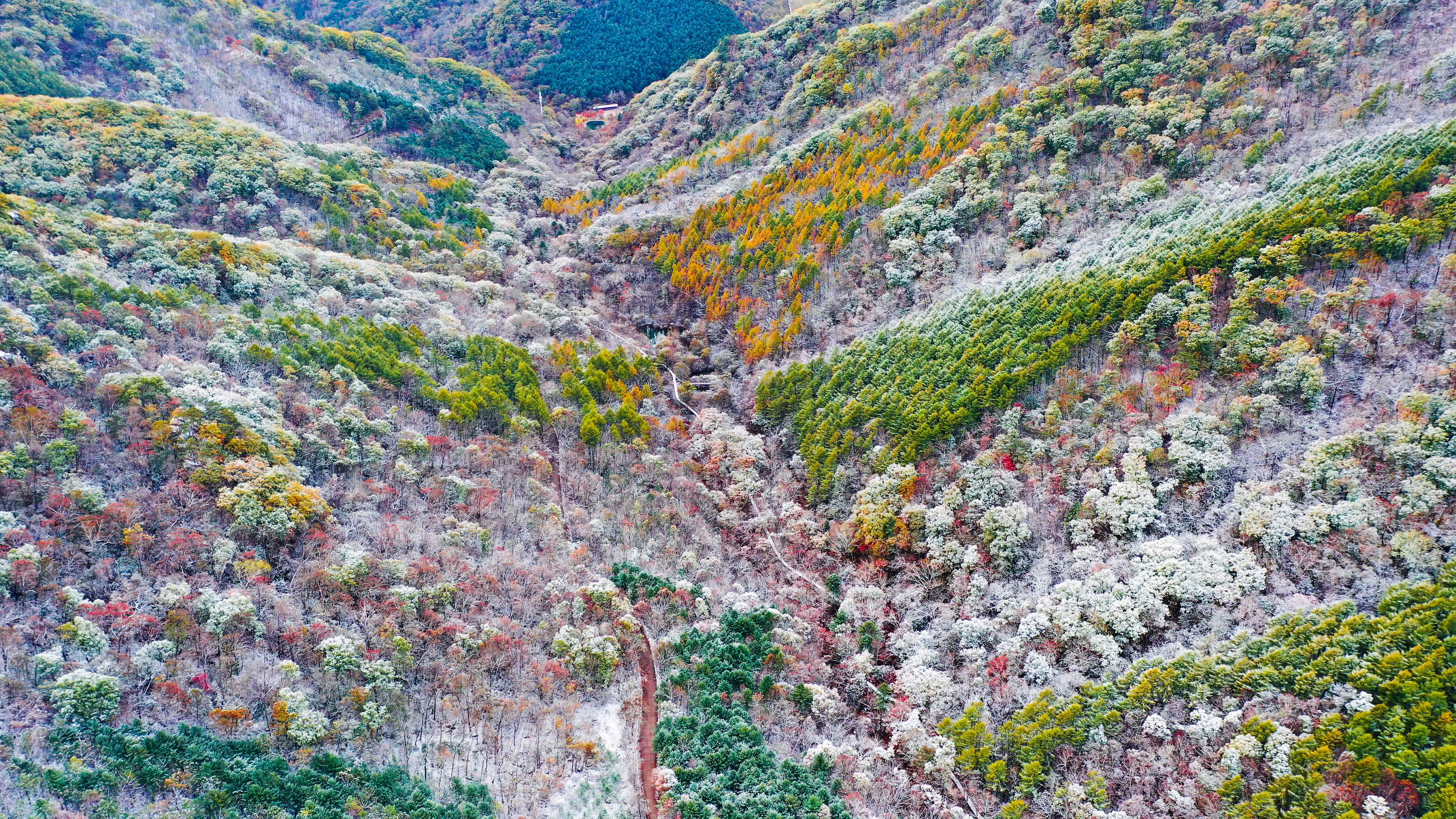 10月10日拍攝的天橋溝森林公園雪景。（新華社）