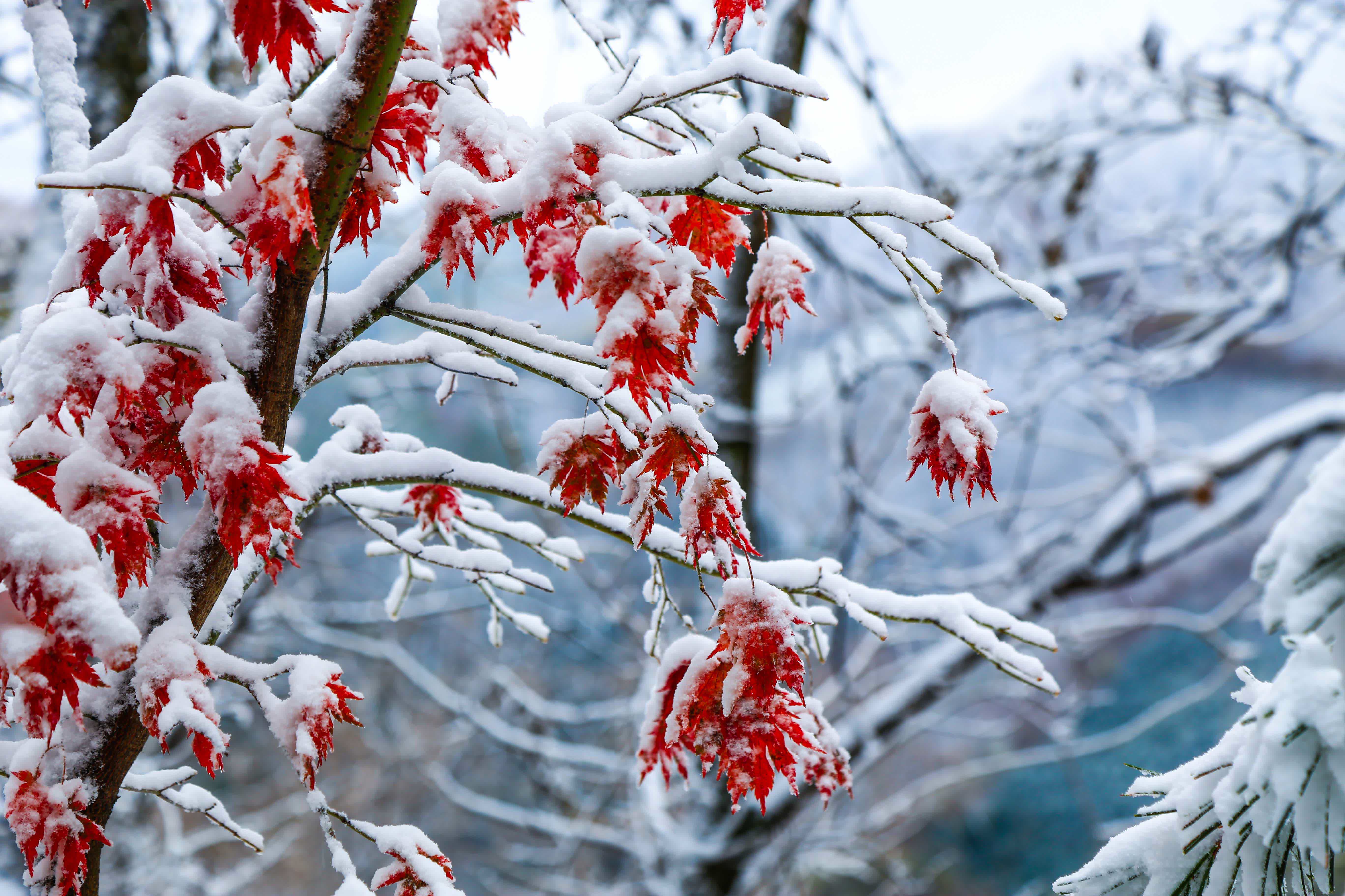 10月10日拍攝的天橋溝森林公園雪景。（新華社）