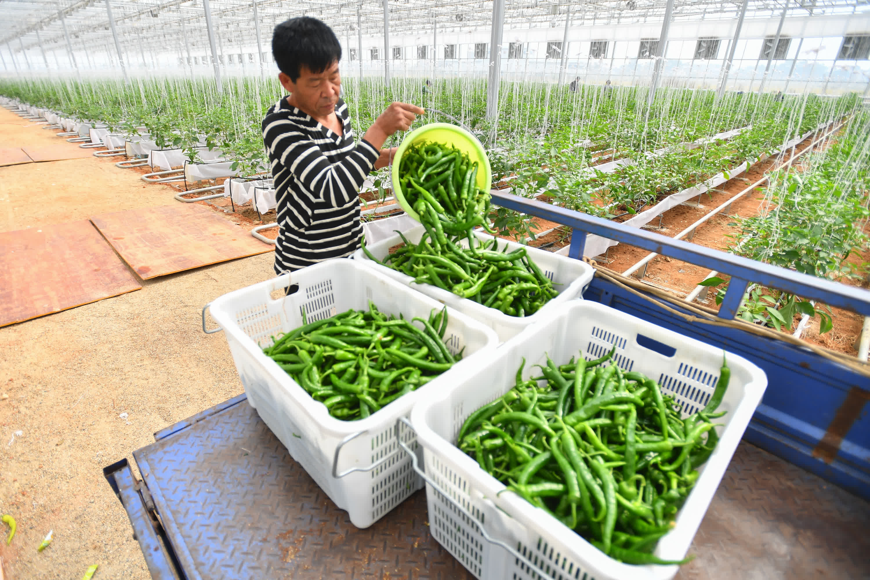 10月21日，在長沙市望城區靖港鎮眾興社區的辣椒基地，農戶將採摘下來的辣椒裝筐。（新華社）