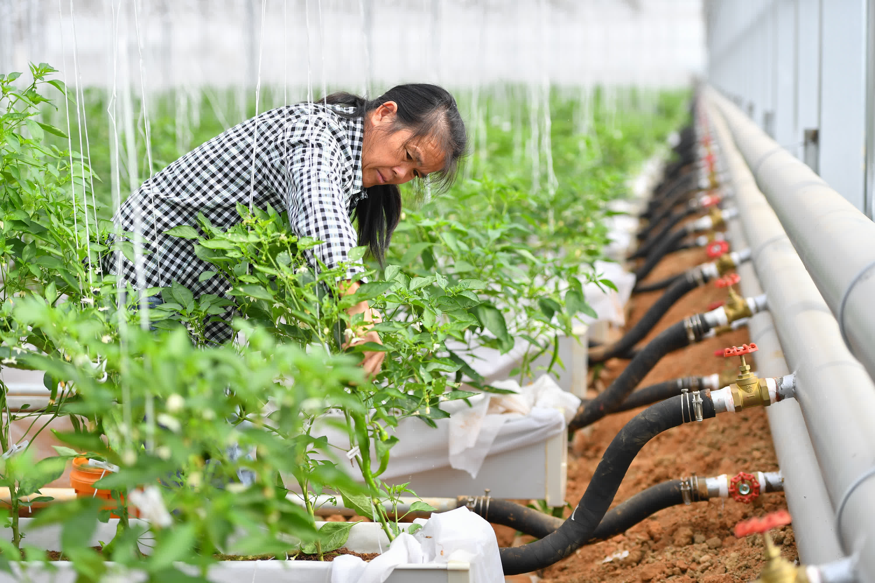 10月21日，農戶在長沙市望城區靖港鎮眾興社區的辣椒基地採摘。（新華社）