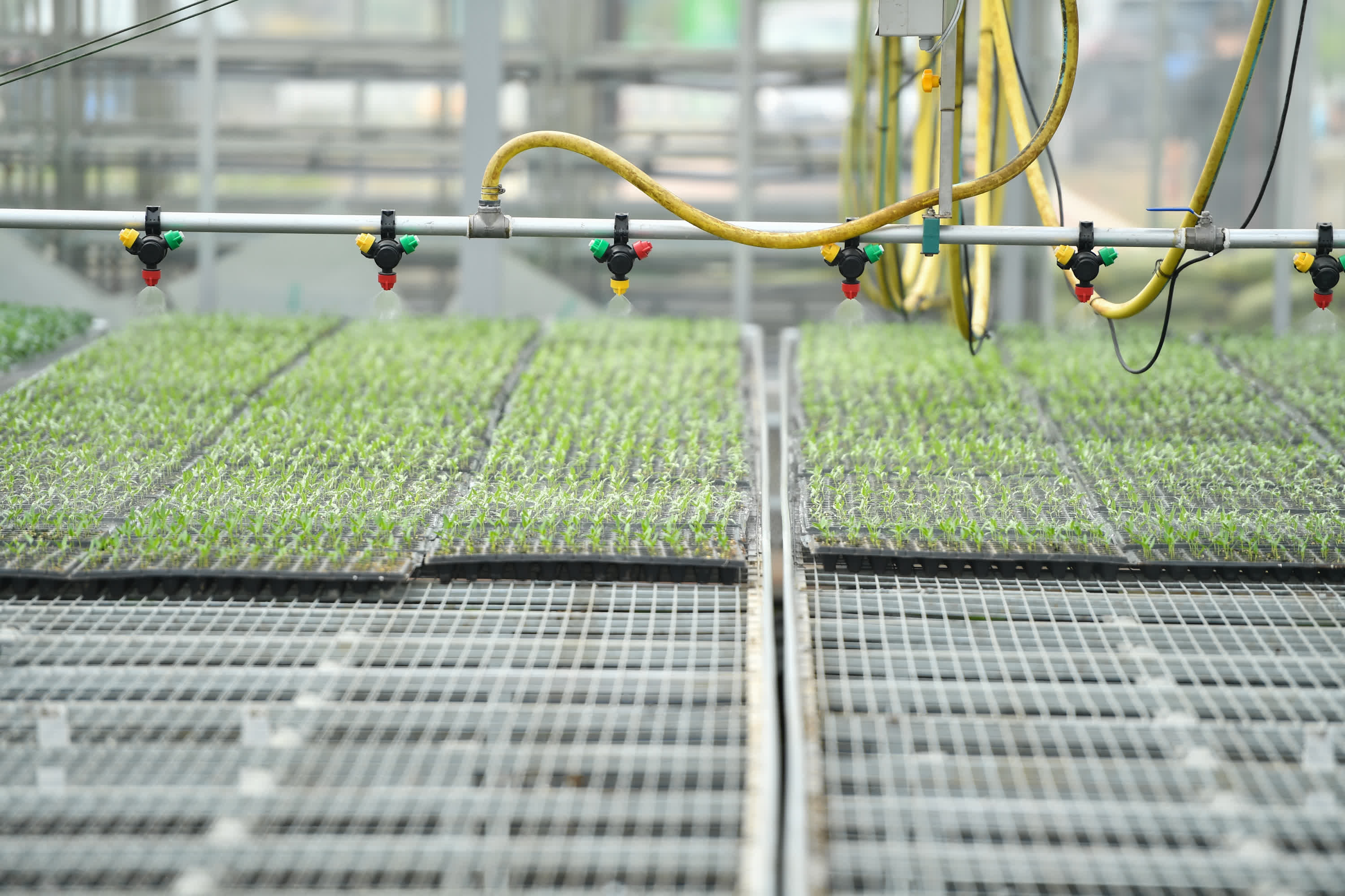 在長沙市望城區靖港鎮眾興社區的辣椒基地，智能大棚裏的全自動噴淋設備給辣椒苗澆水。（新華社）