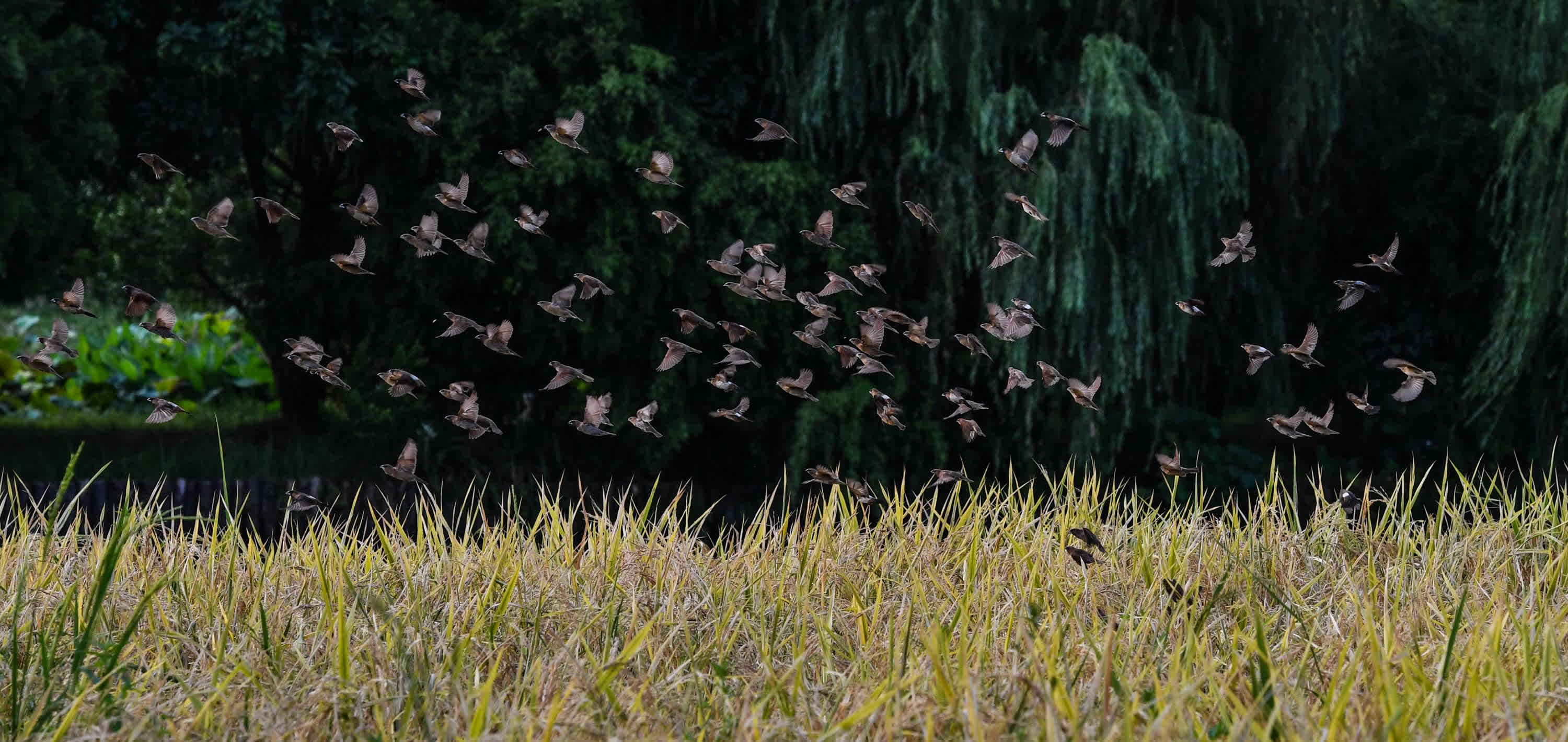 廣州海珠濕地稻田裏的斑文鳥（2020年7月25日攝）。（新華社）