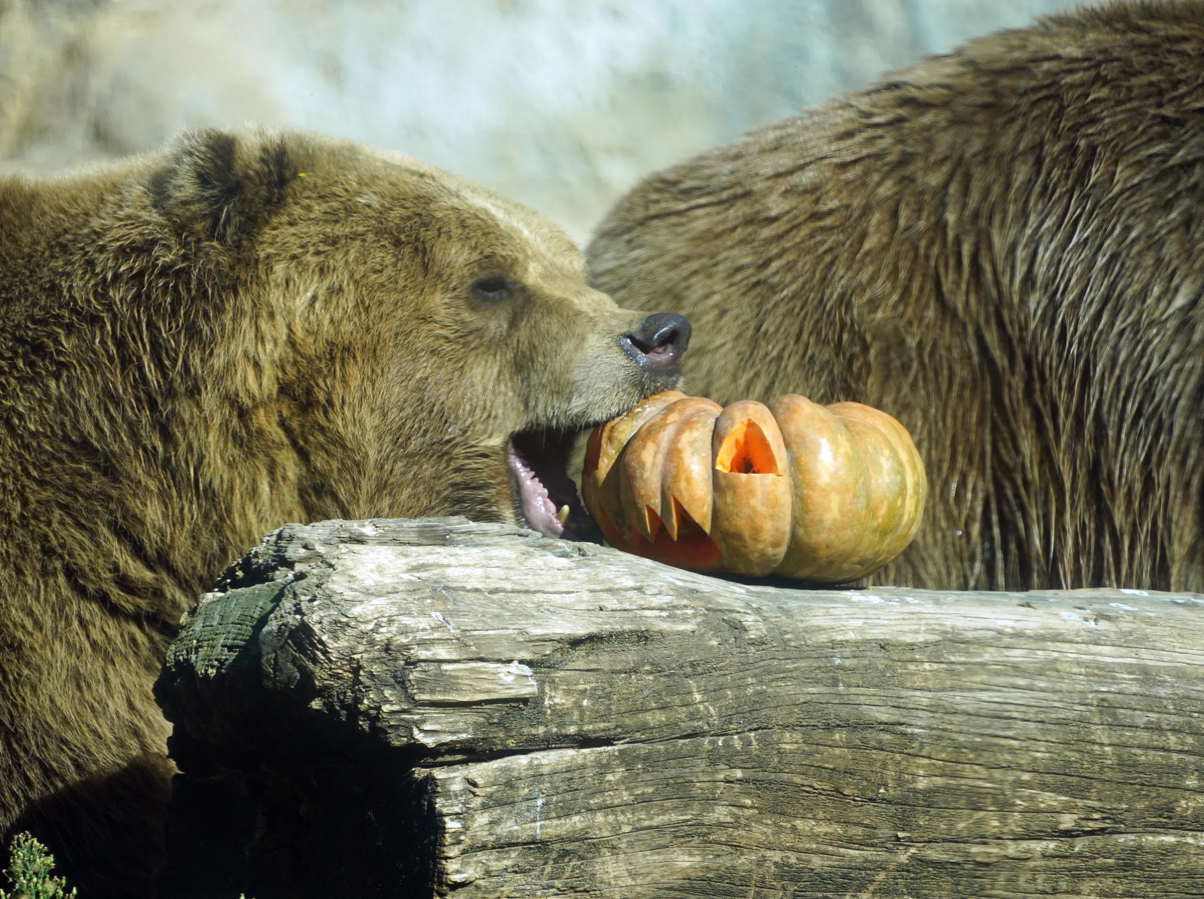 10月30日，在意大利羅馬動物園，棕熊享用節日南瓜。（新華社）
