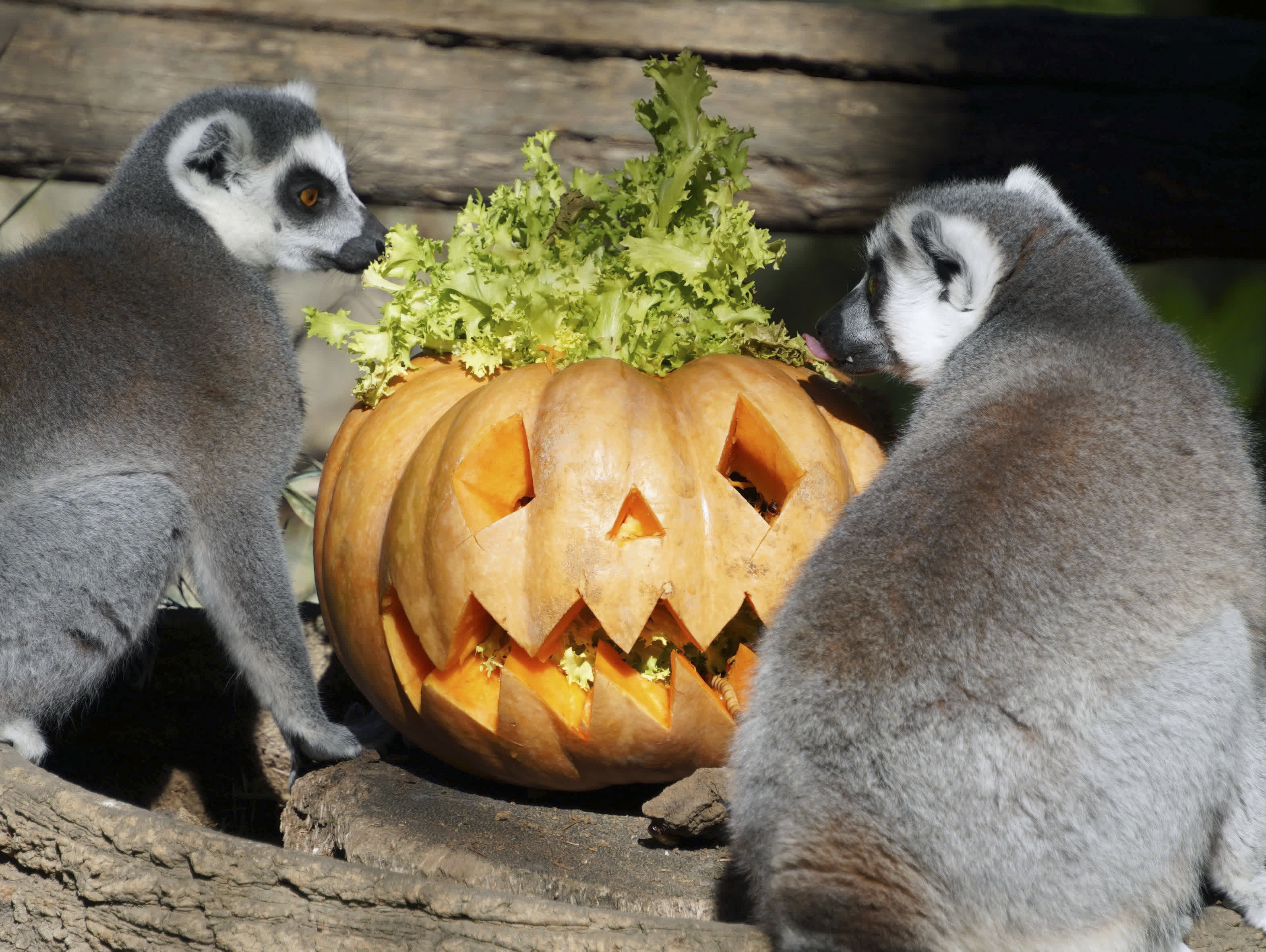 萬聖節前夕，意大利羅馬動物園為動物們準備了「南瓜餐」。（新華社）