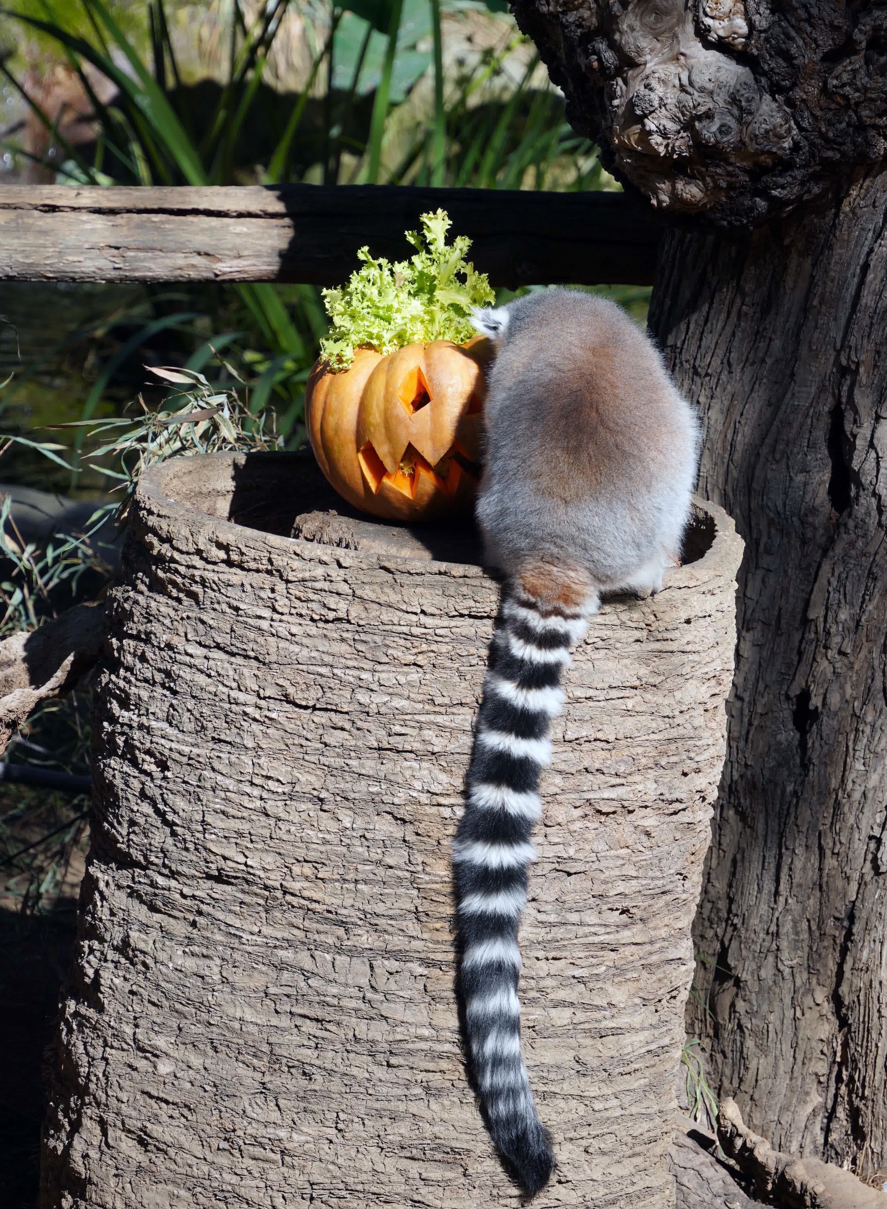 10月30日，在意大利羅馬動物園，環尾狐猴享用節日南瓜。（新華社）