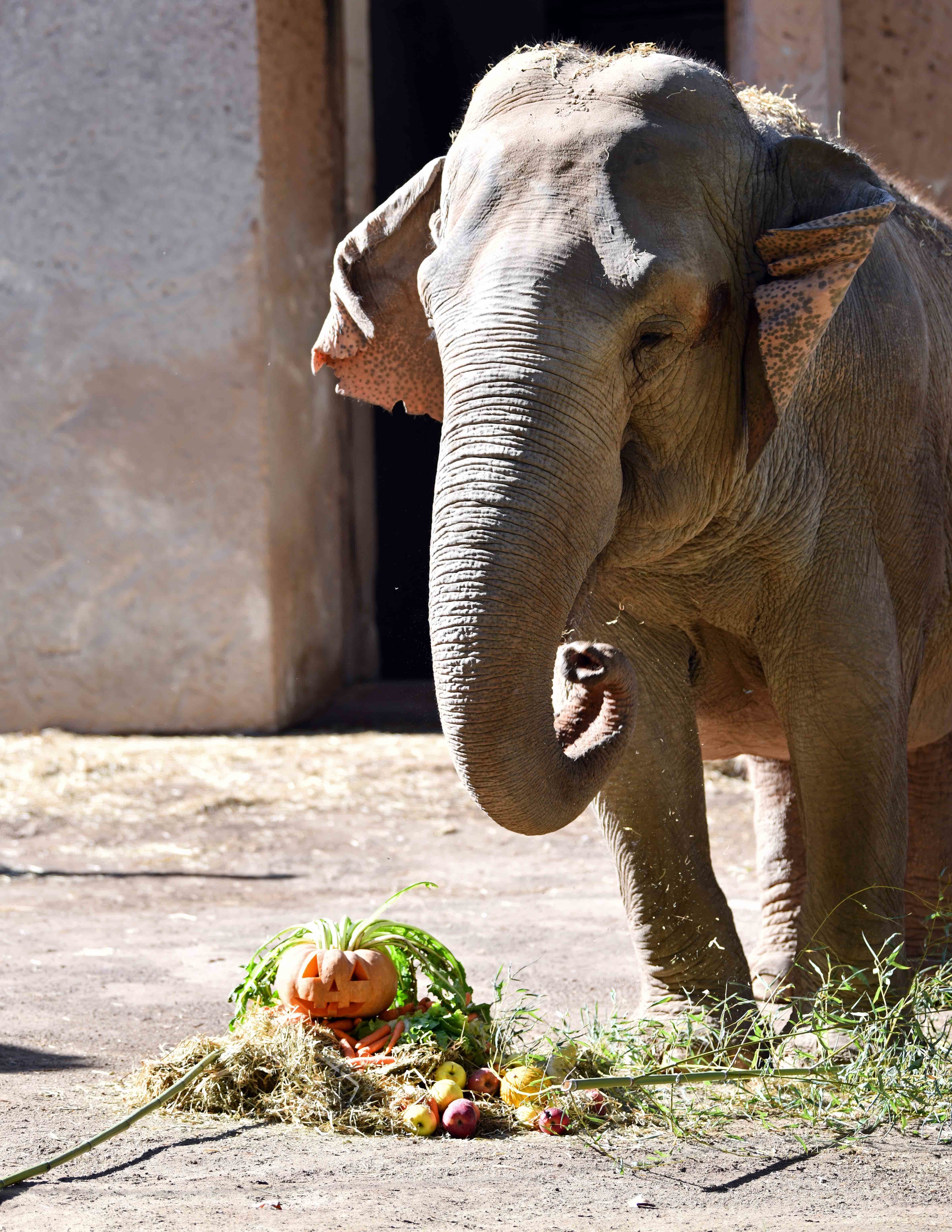 10月30日，在意大利羅馬動物園，大象準備享用節日南瓜。（新華社）