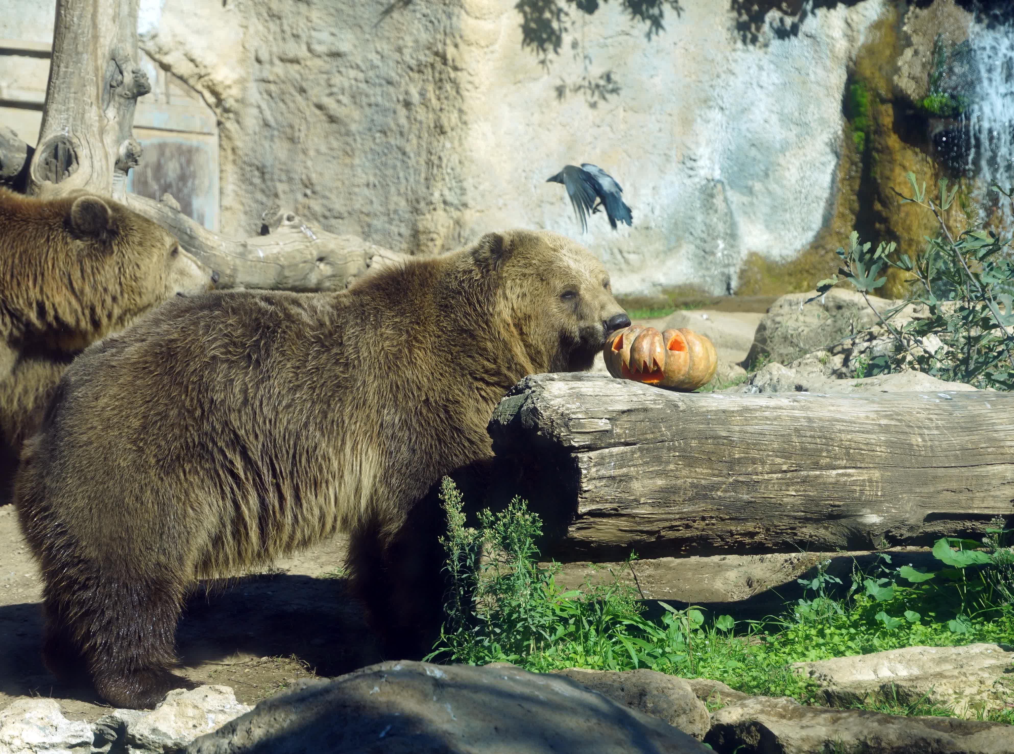 10月30日，在意大利羅馬動物園，棕熊享用節日南瓜。（新華社）