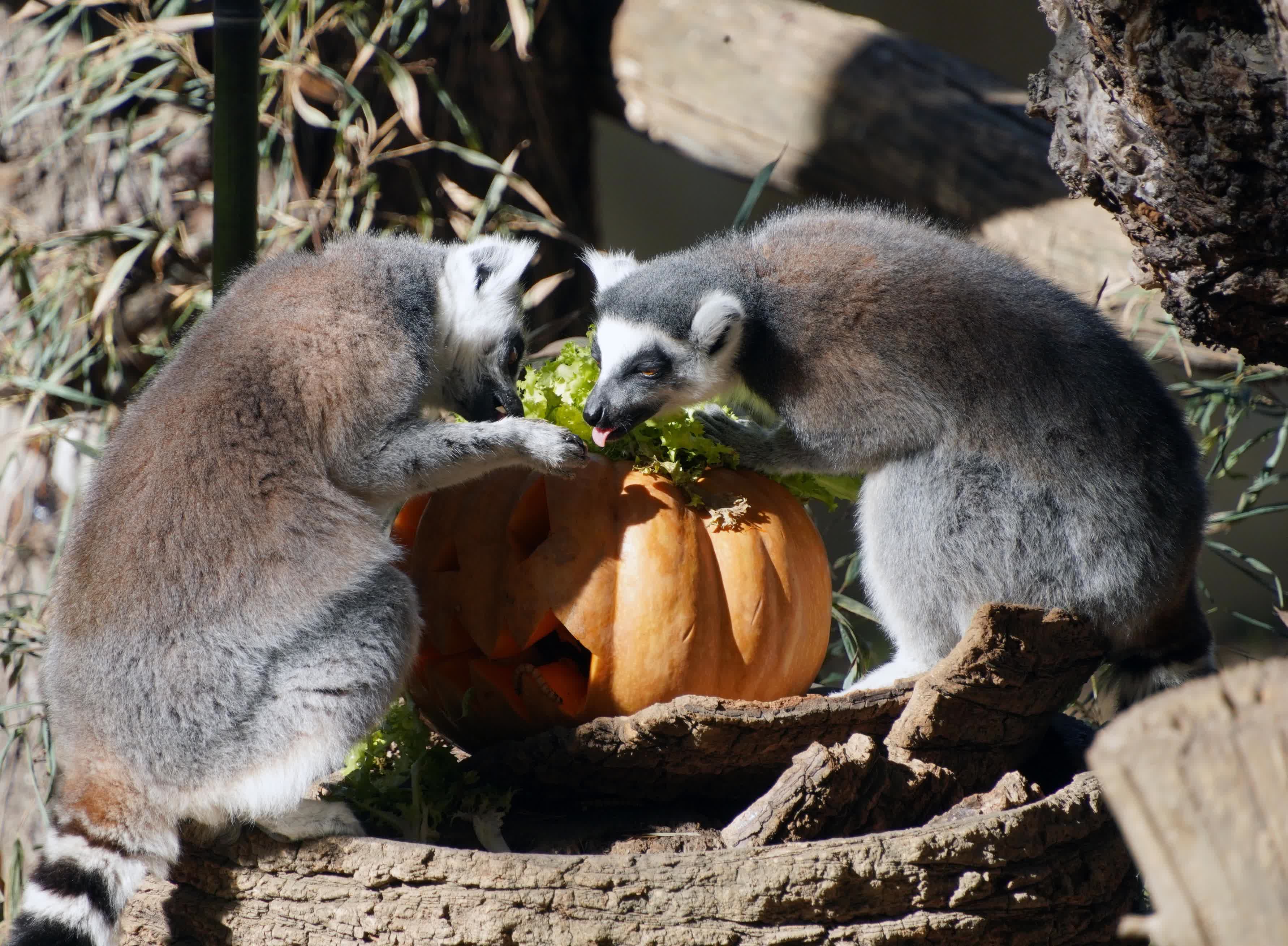 10月30日，在意大利羅馬動物園，環尾狐猴享用節日南瓜。（新華社）