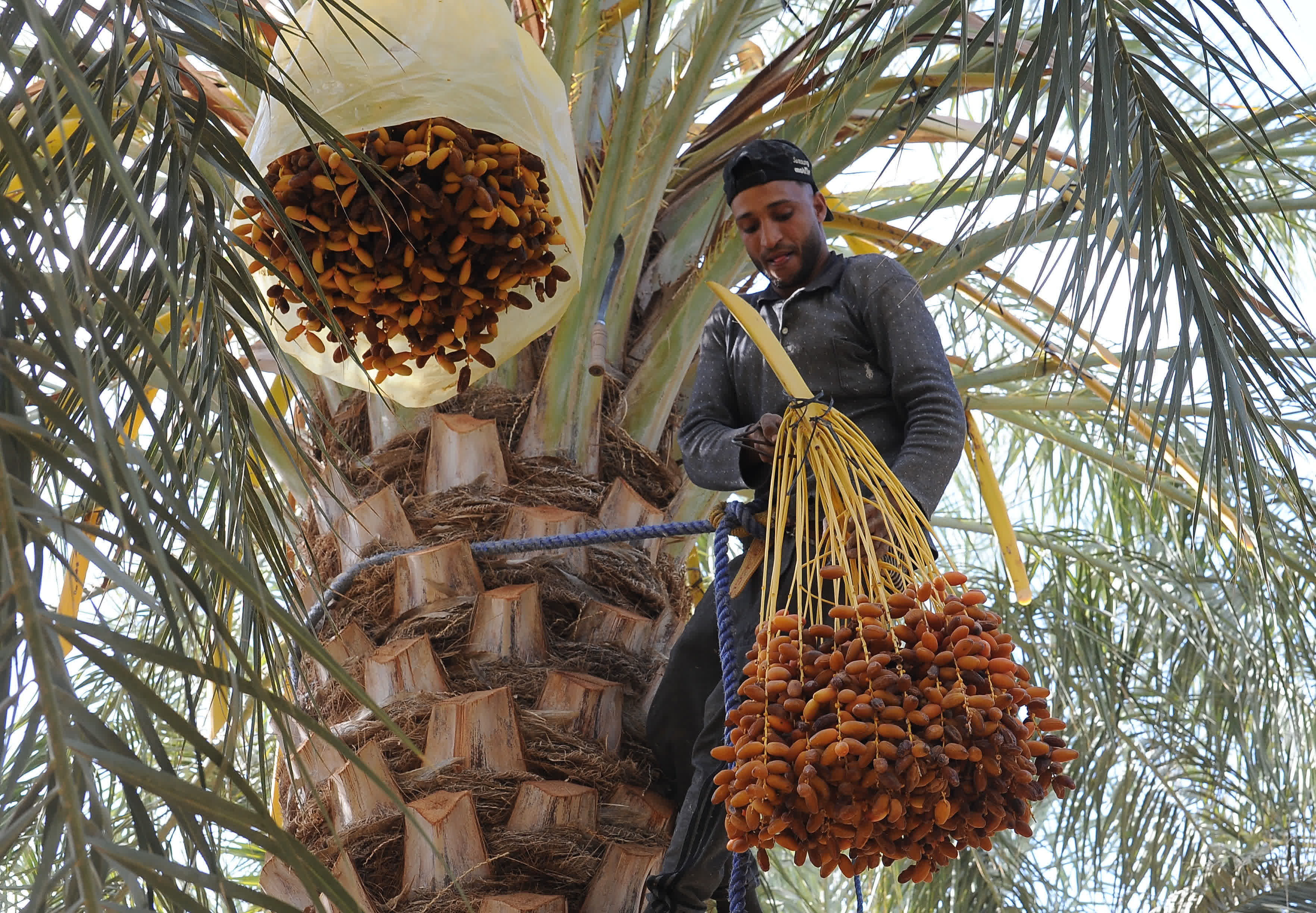 11月13日，阿爾及利亞比斯克拉省的農民收穫椰棗。（新華社）