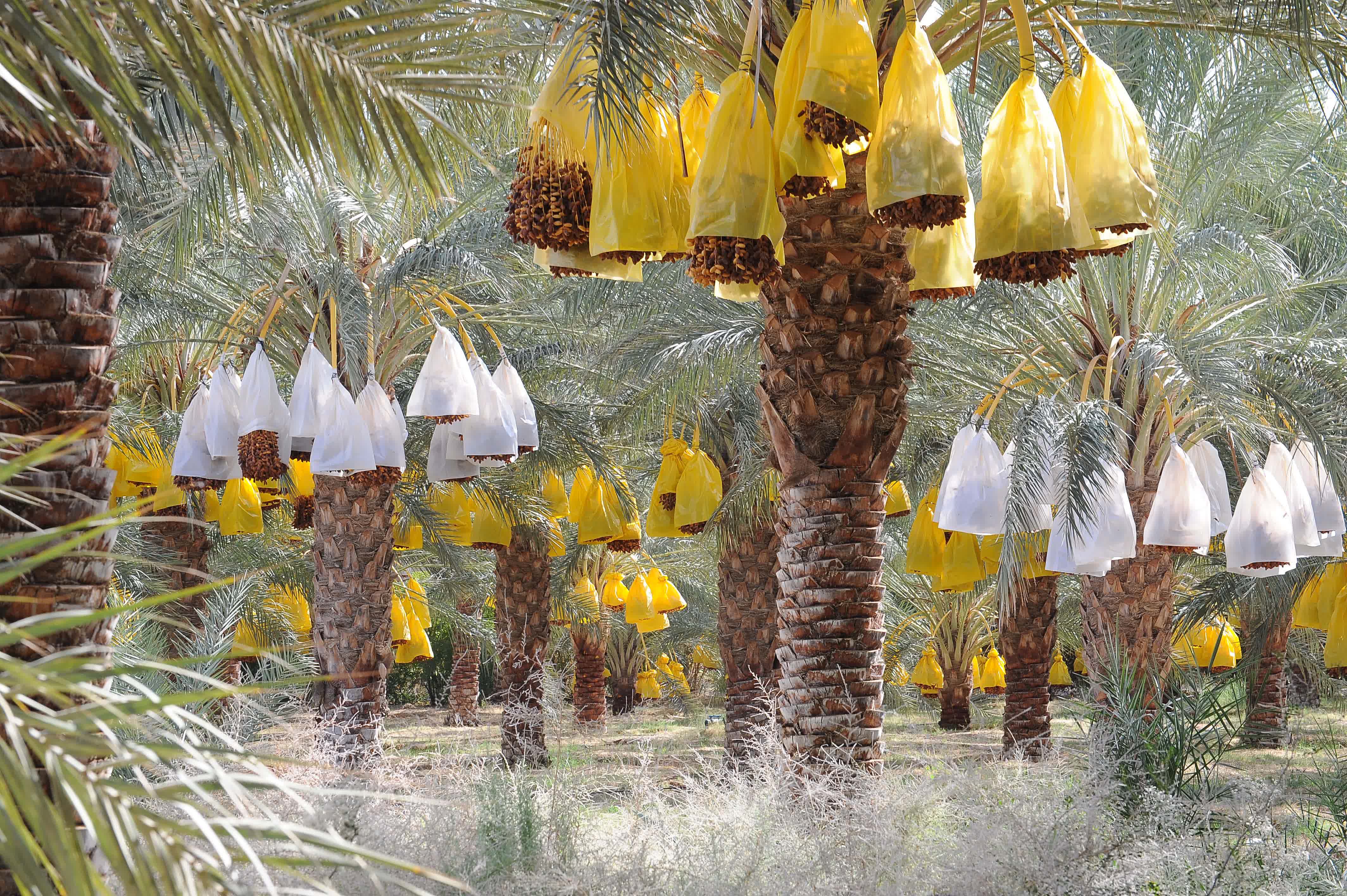 這是11月13日在阿爾及利亞比斯克拉省拍攝的椰棗樹。（新華社）