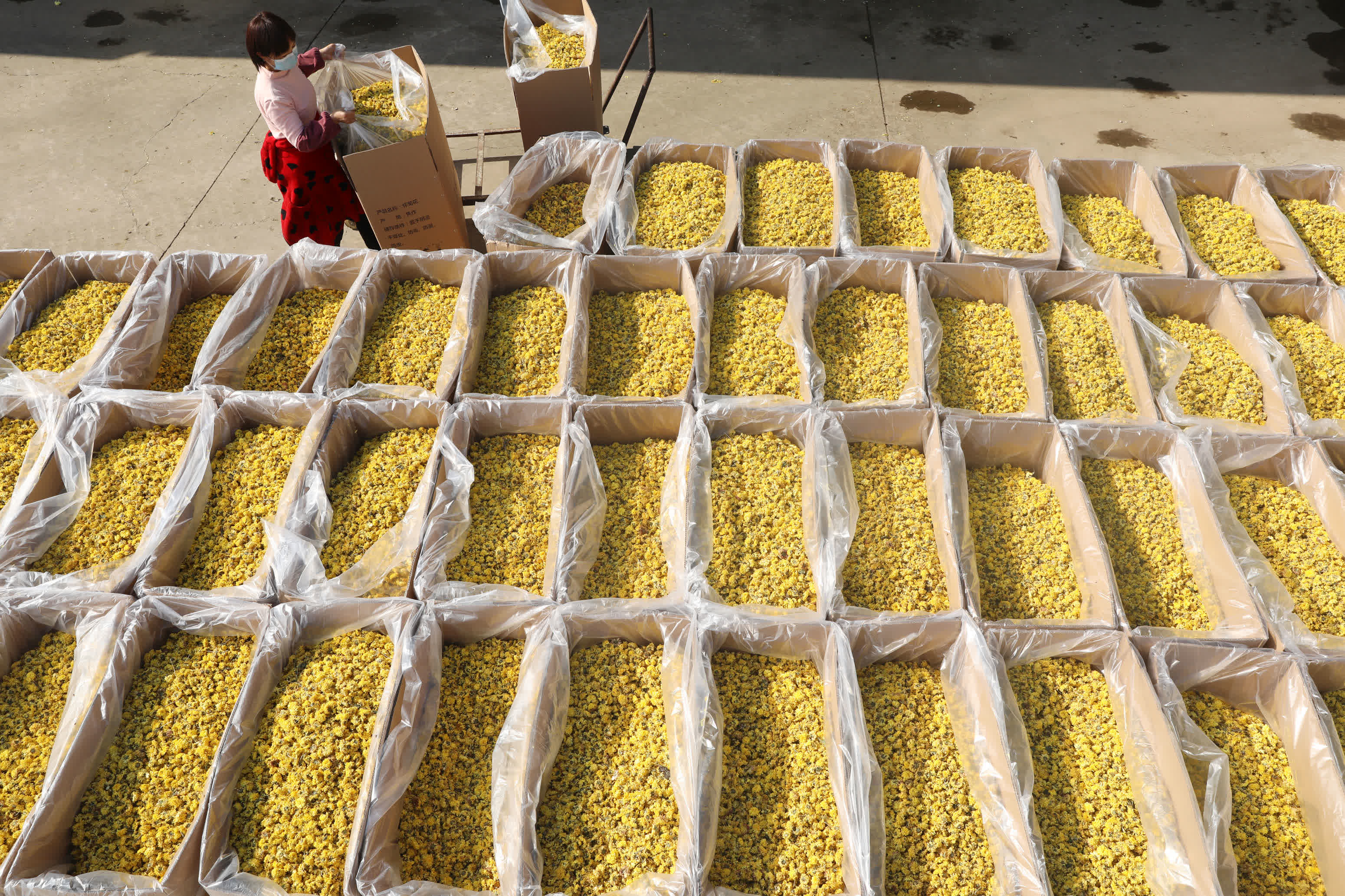 11月15日，焦作市溫縣一懷藥種植專業合作社農戶在整理烘乾的懷菊花。（新華社）