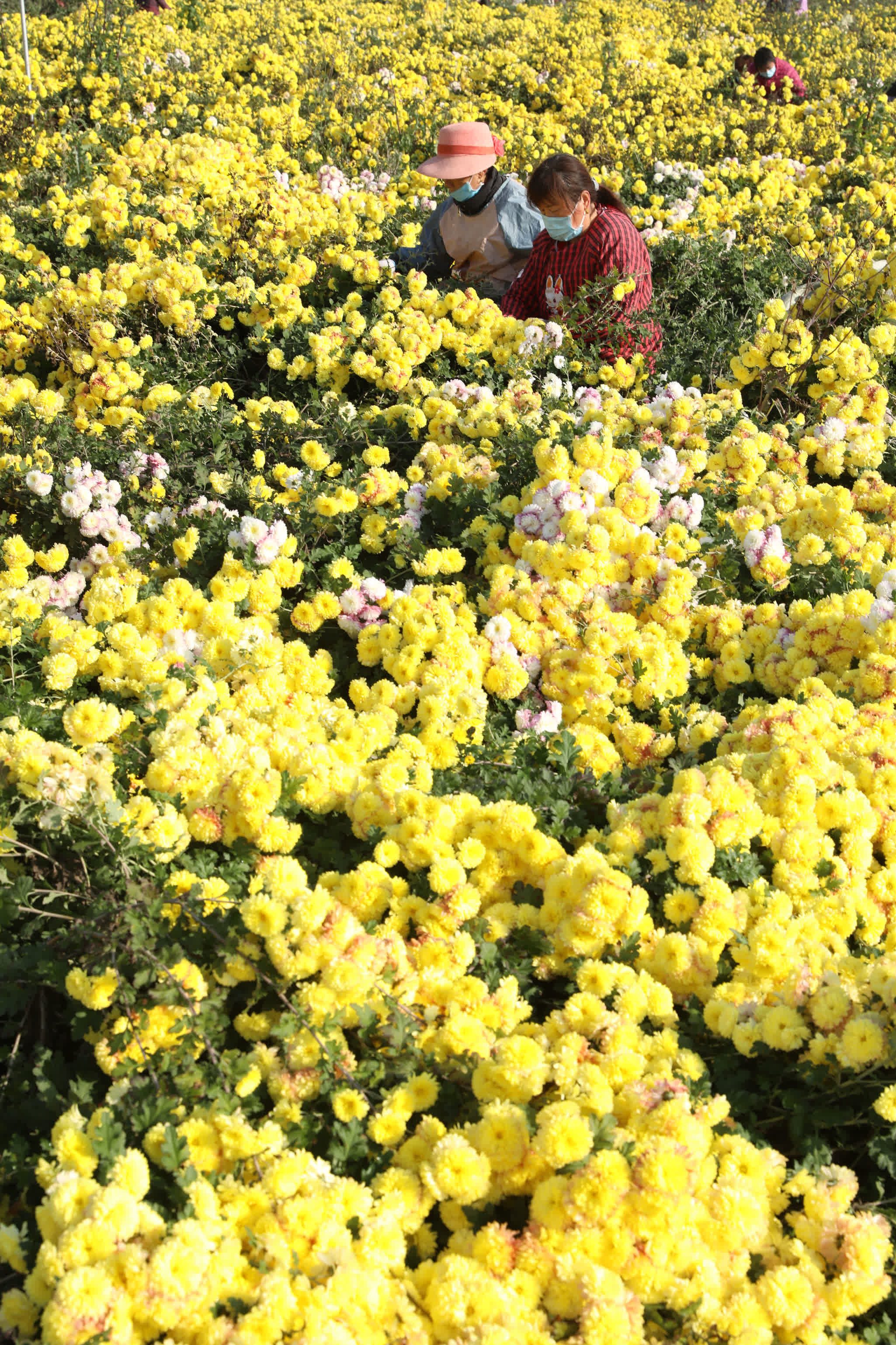 11月15日，焦作市溫縣祥雲鎮大尚村農民在采收懷菊花。（新華社）